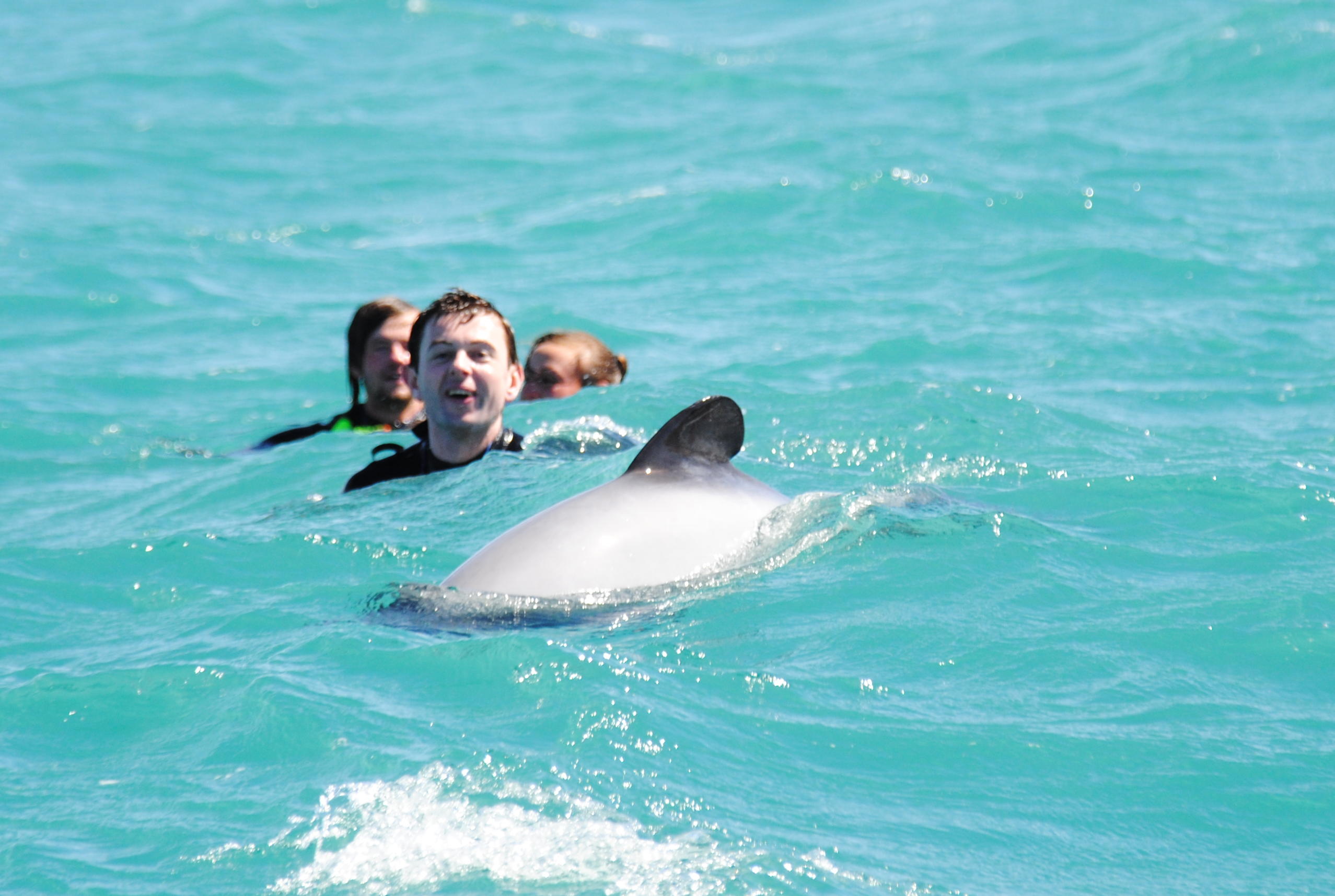 Akaroa Hector Dolphins