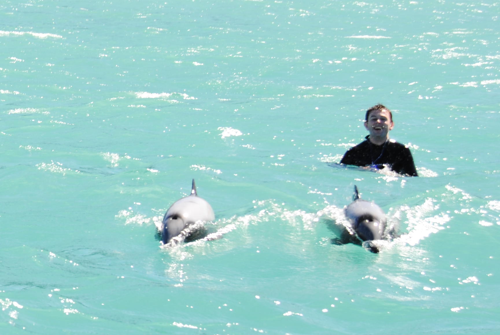 Akaroa Hector Dolphins