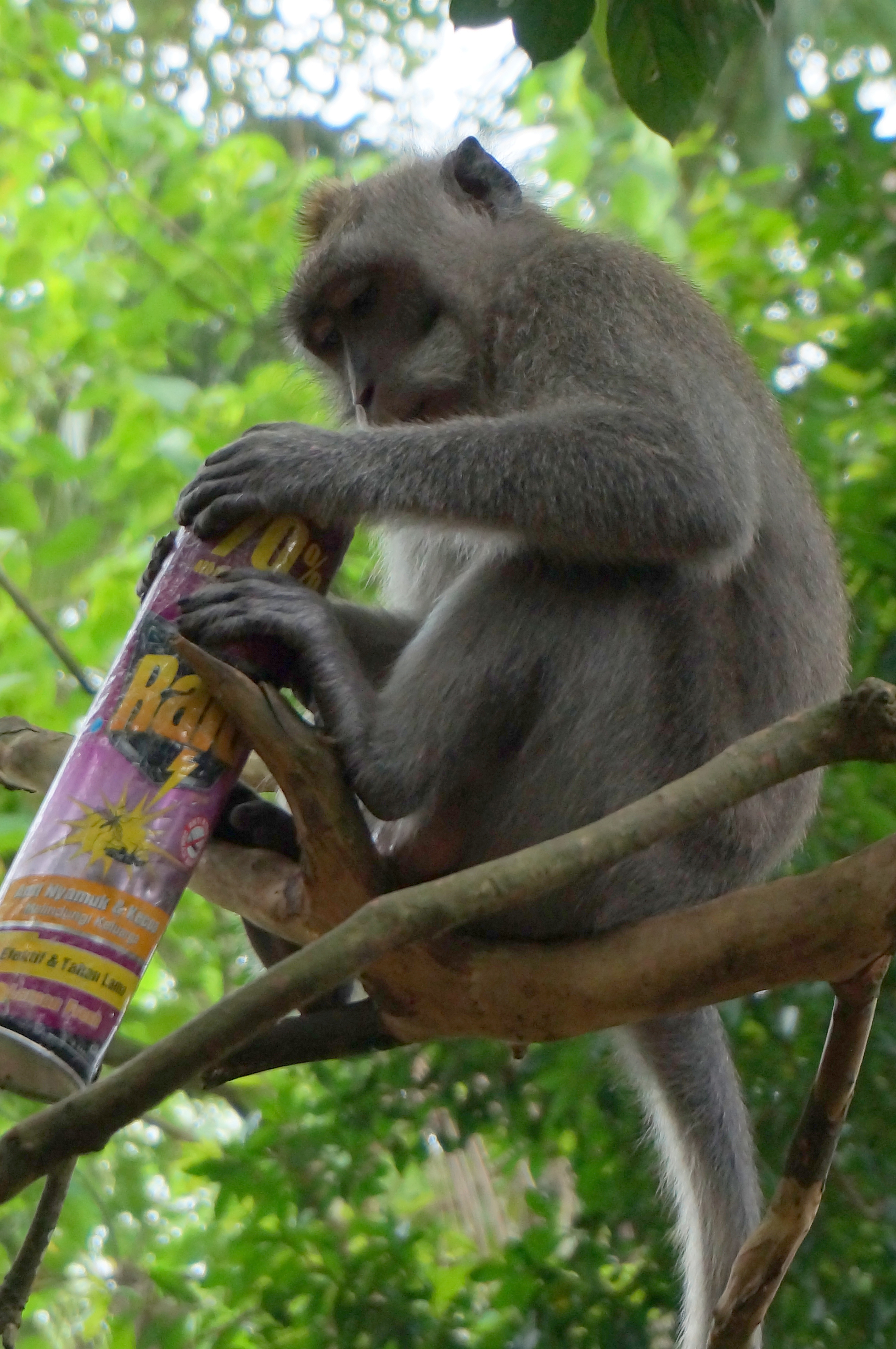 Ubud