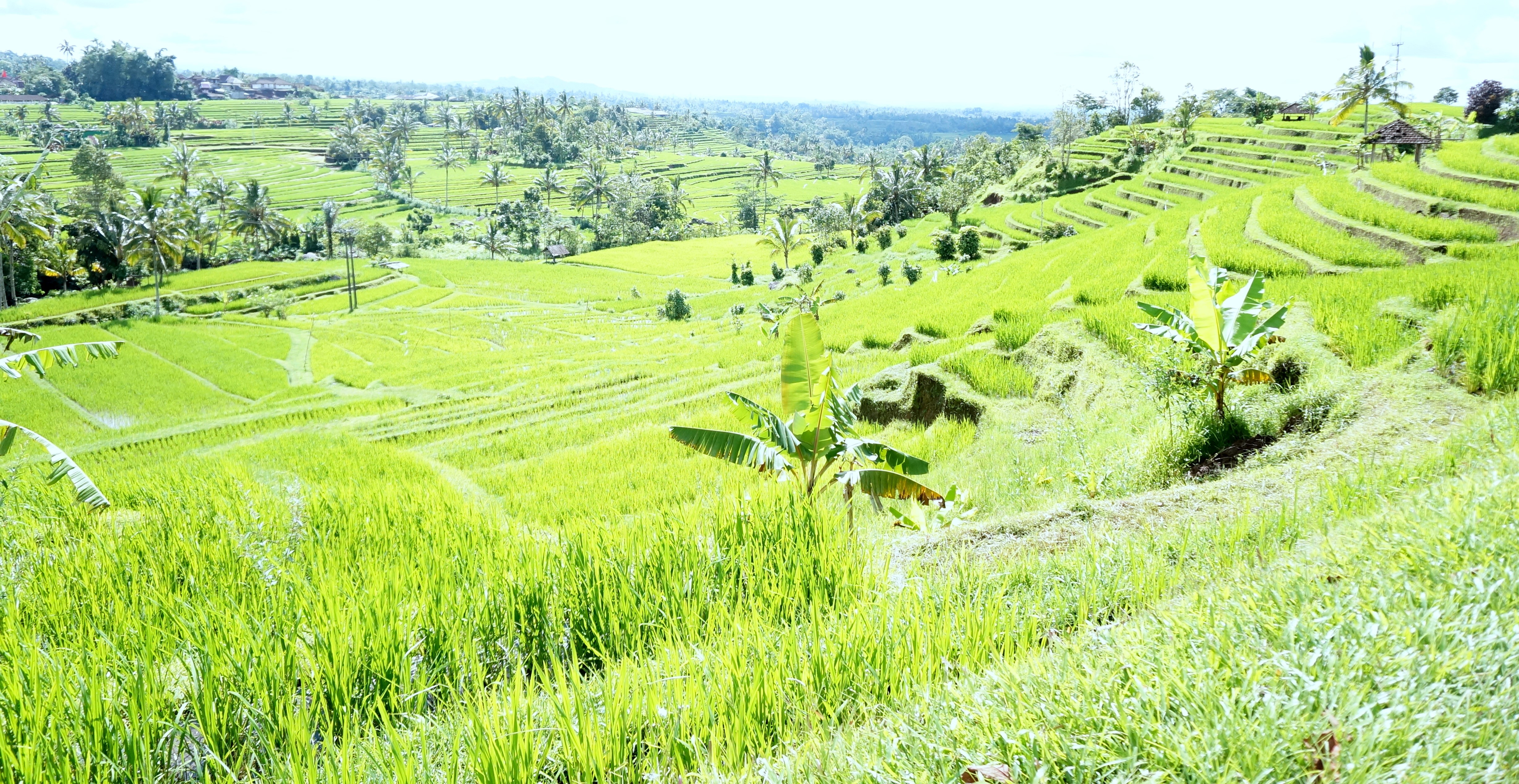 JatiLuwih