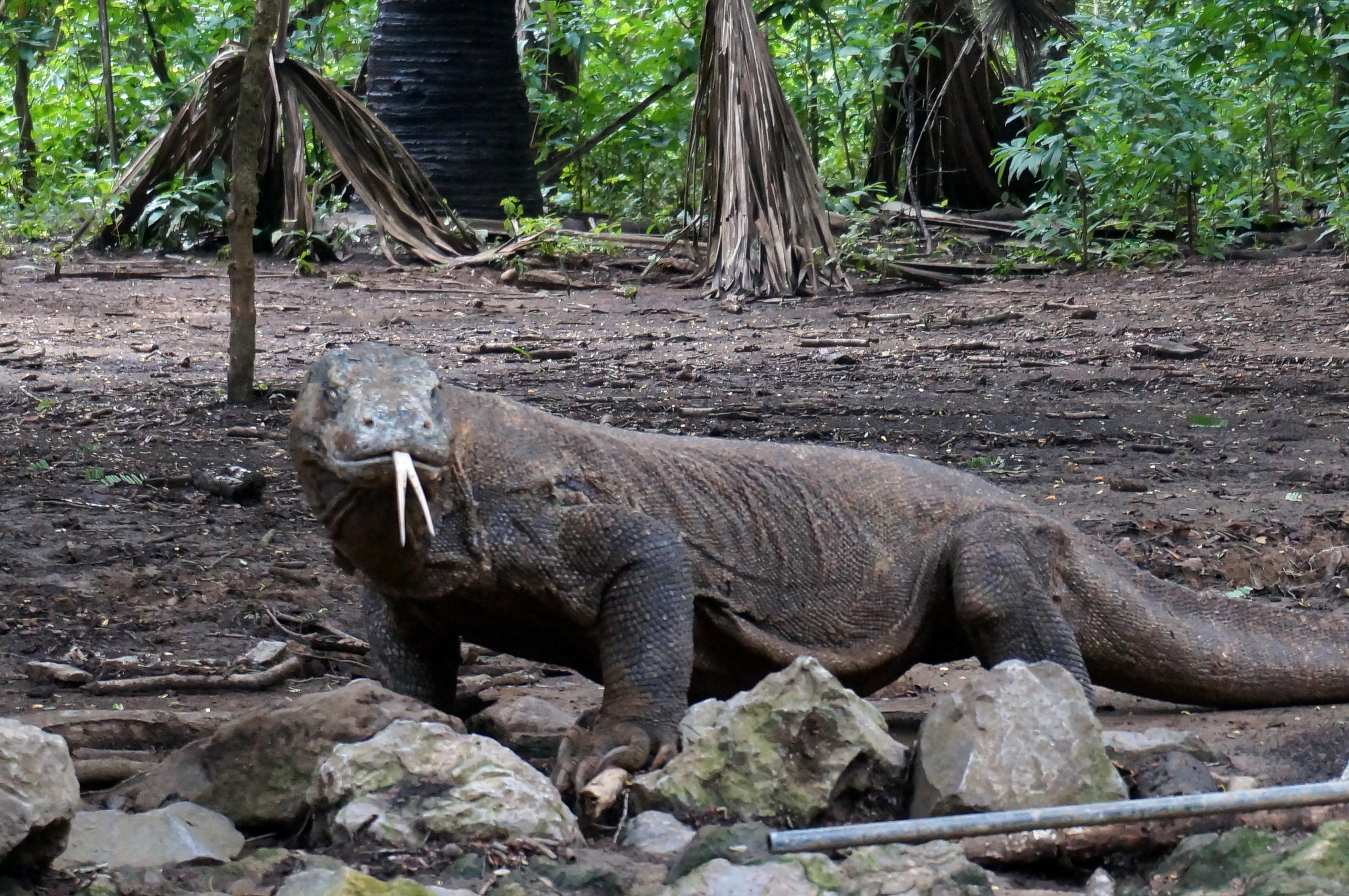Komodo Islands