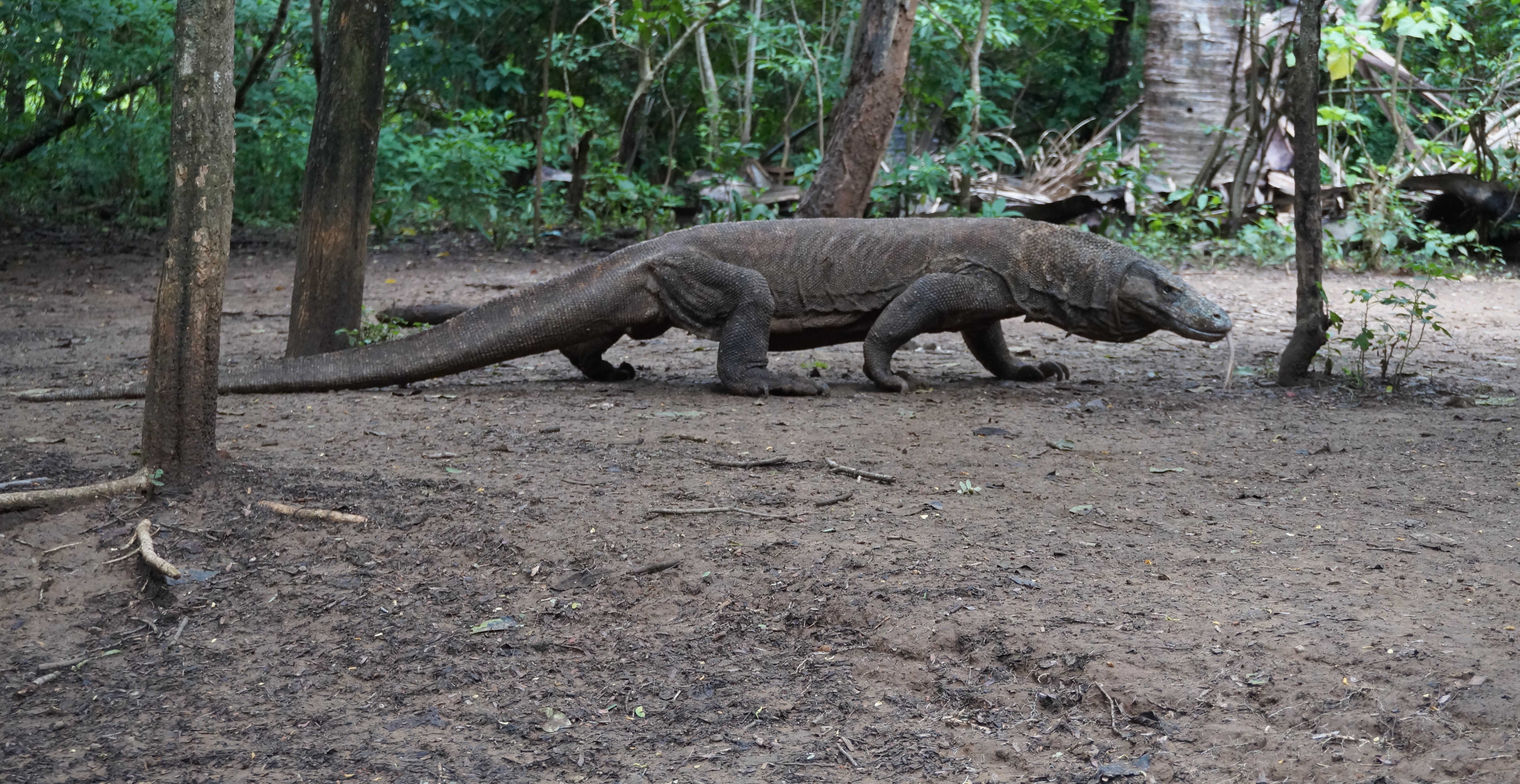 Komodo Islands
