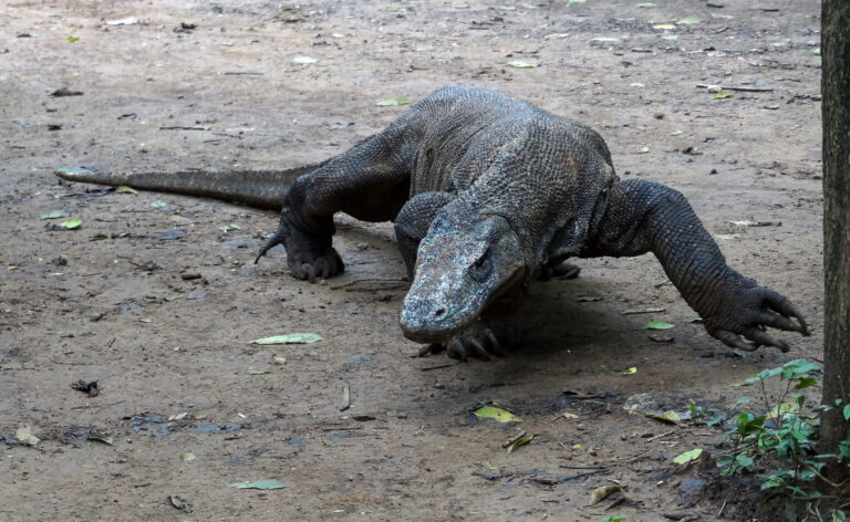 Komodo Islands