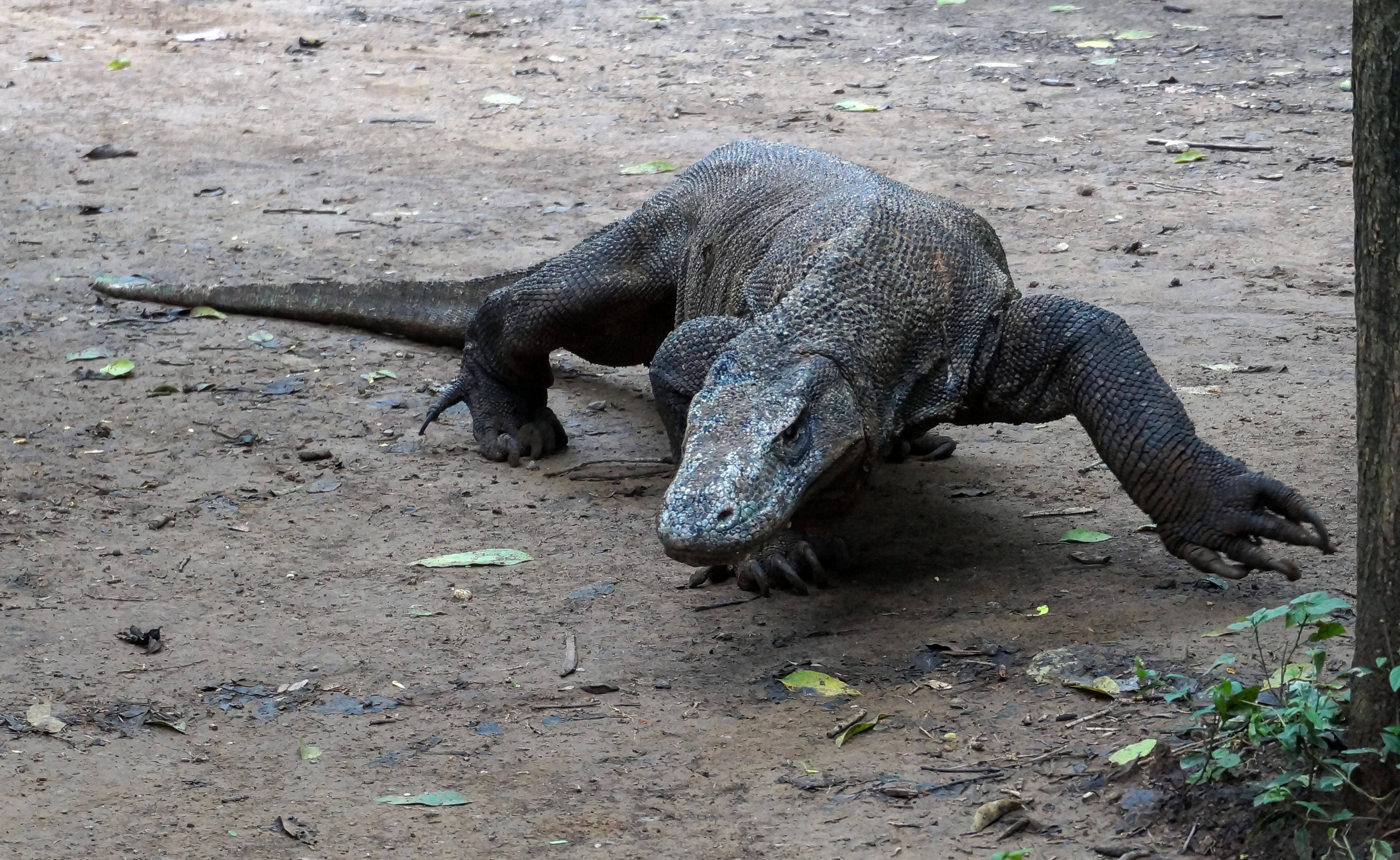 Komodo Islands