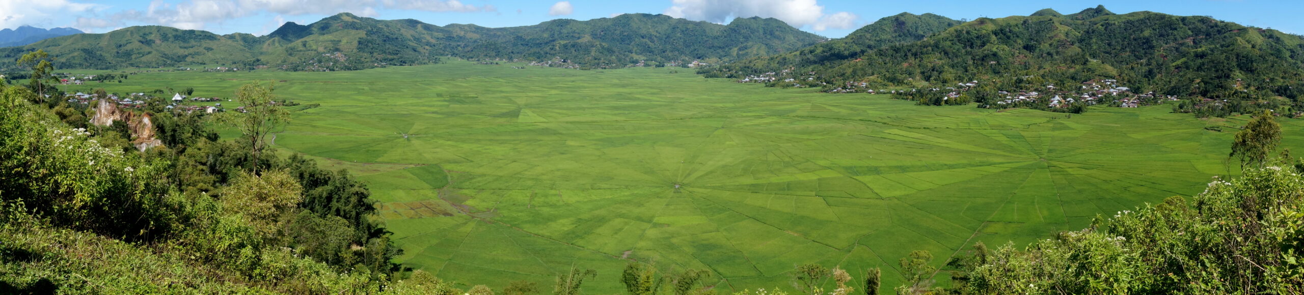 Spider Rice Fields