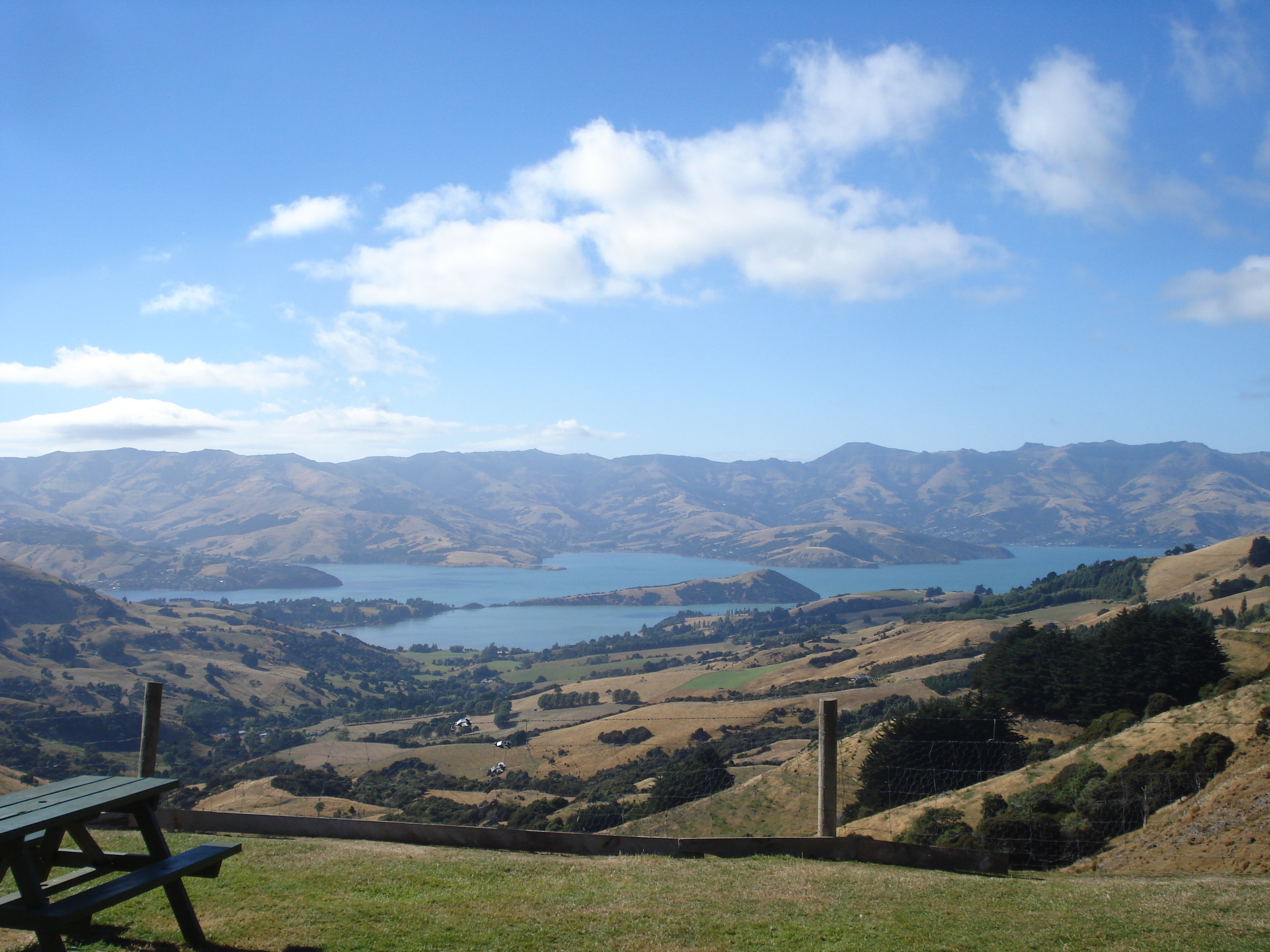 Akaroa Hector Dolphins