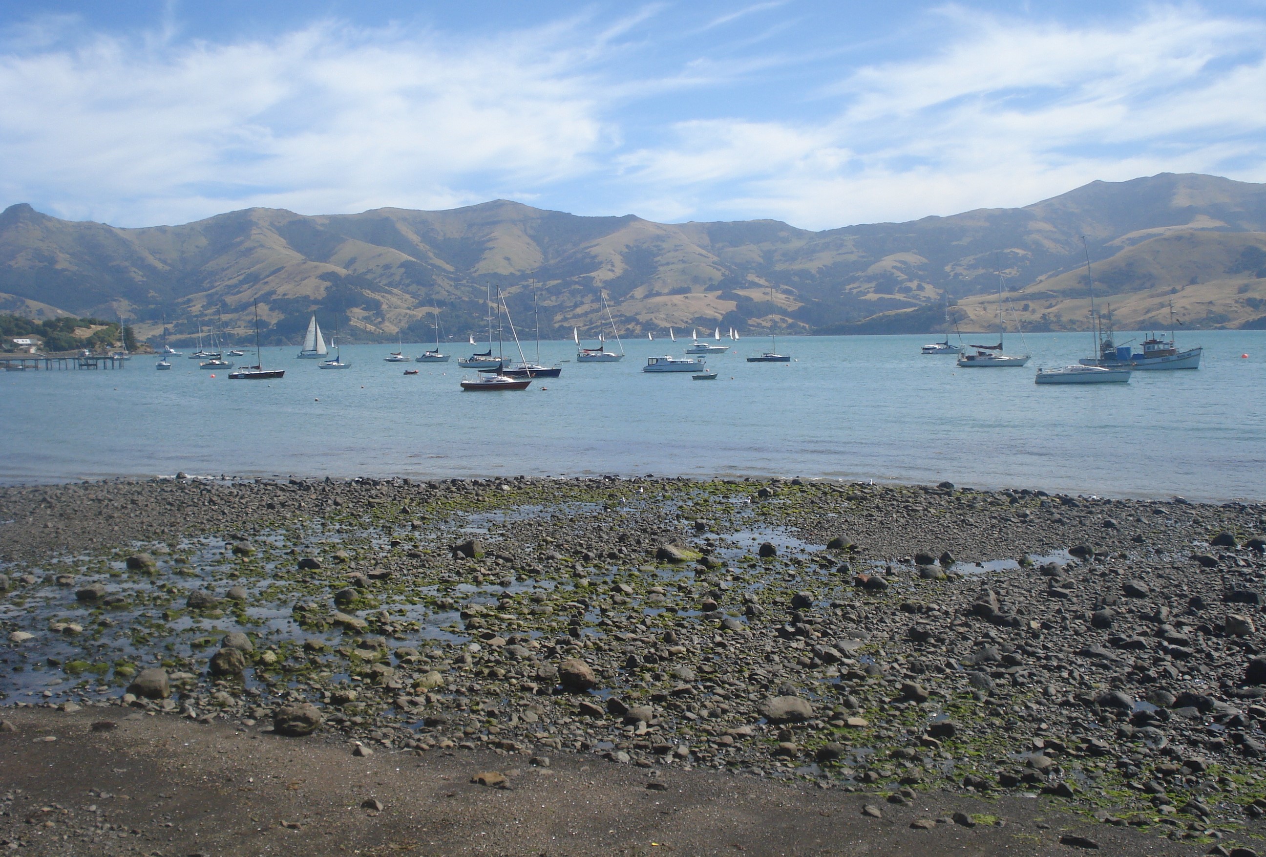 Akaroa Hector Dolphins