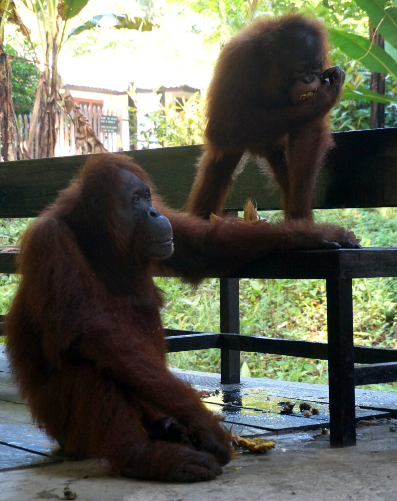 Semenggoh Wildlife Centre