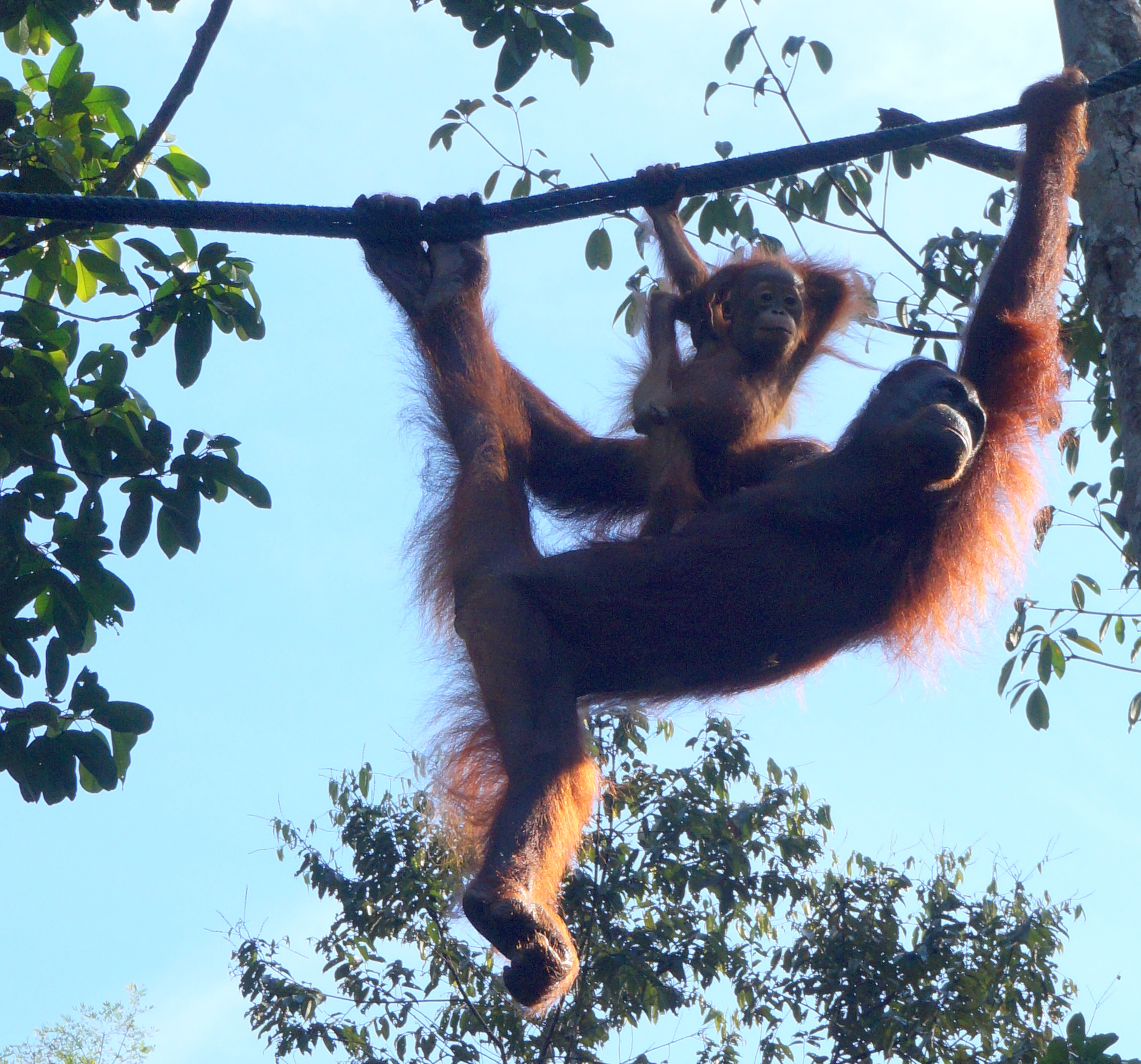 Semenggoh Wildlife Centre