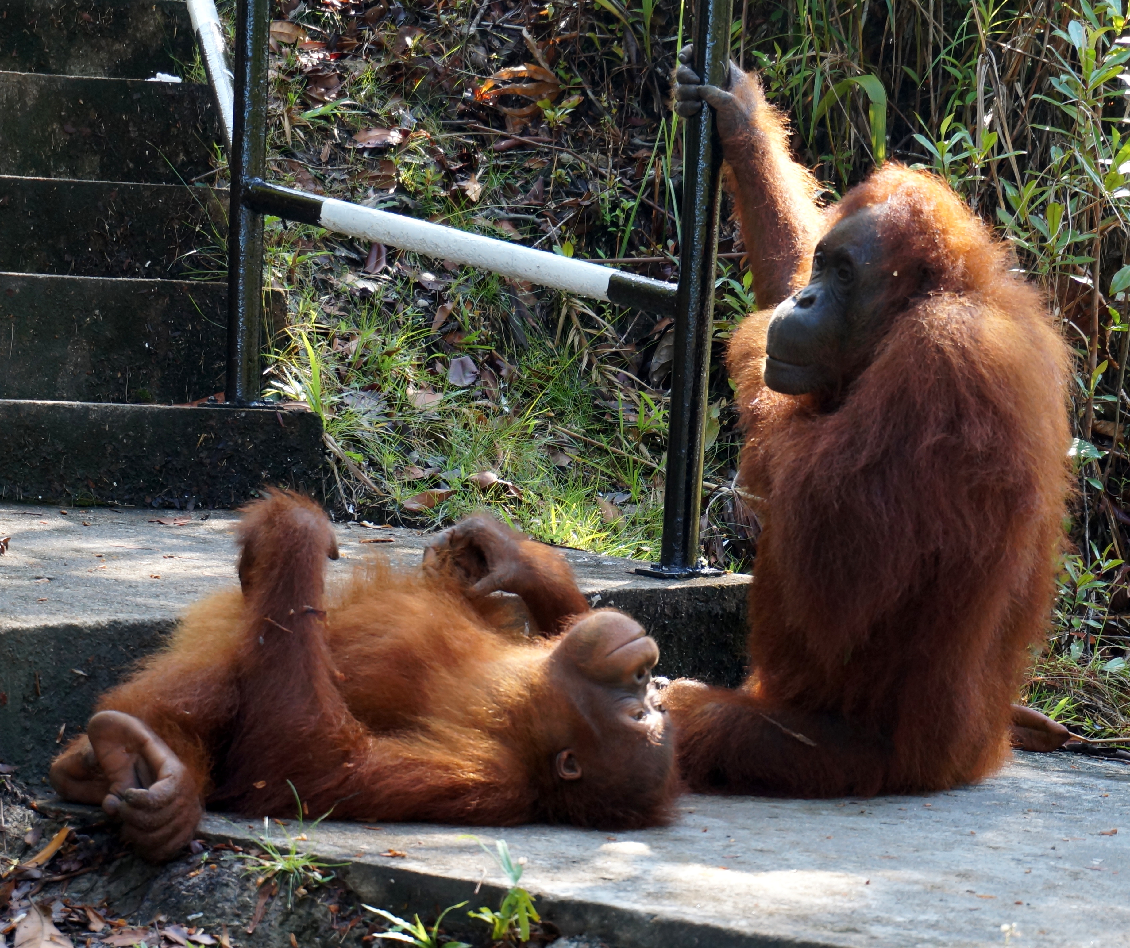 Semenggoh Wildlife Centre