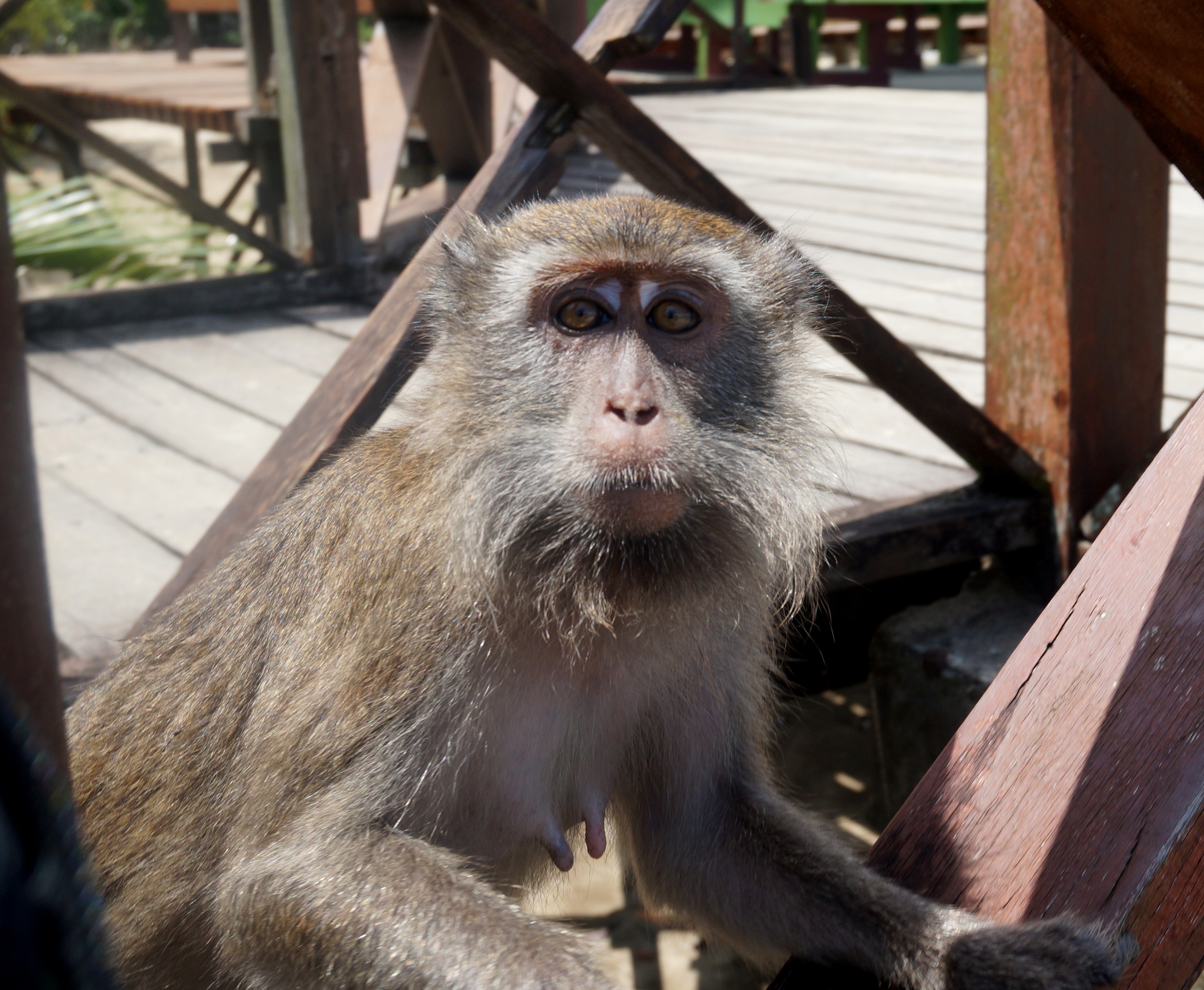 Bako National Park