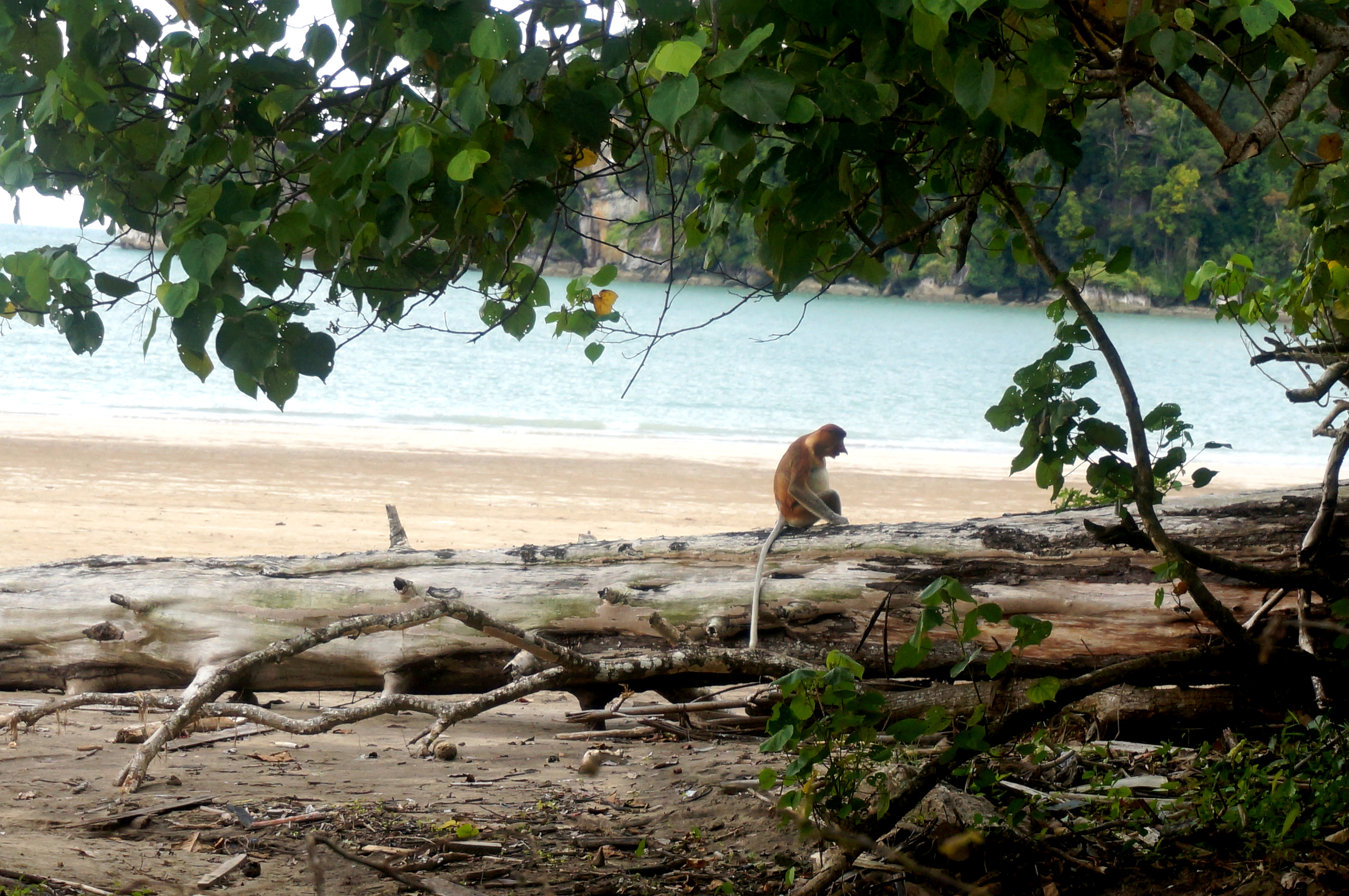 Bako National Park