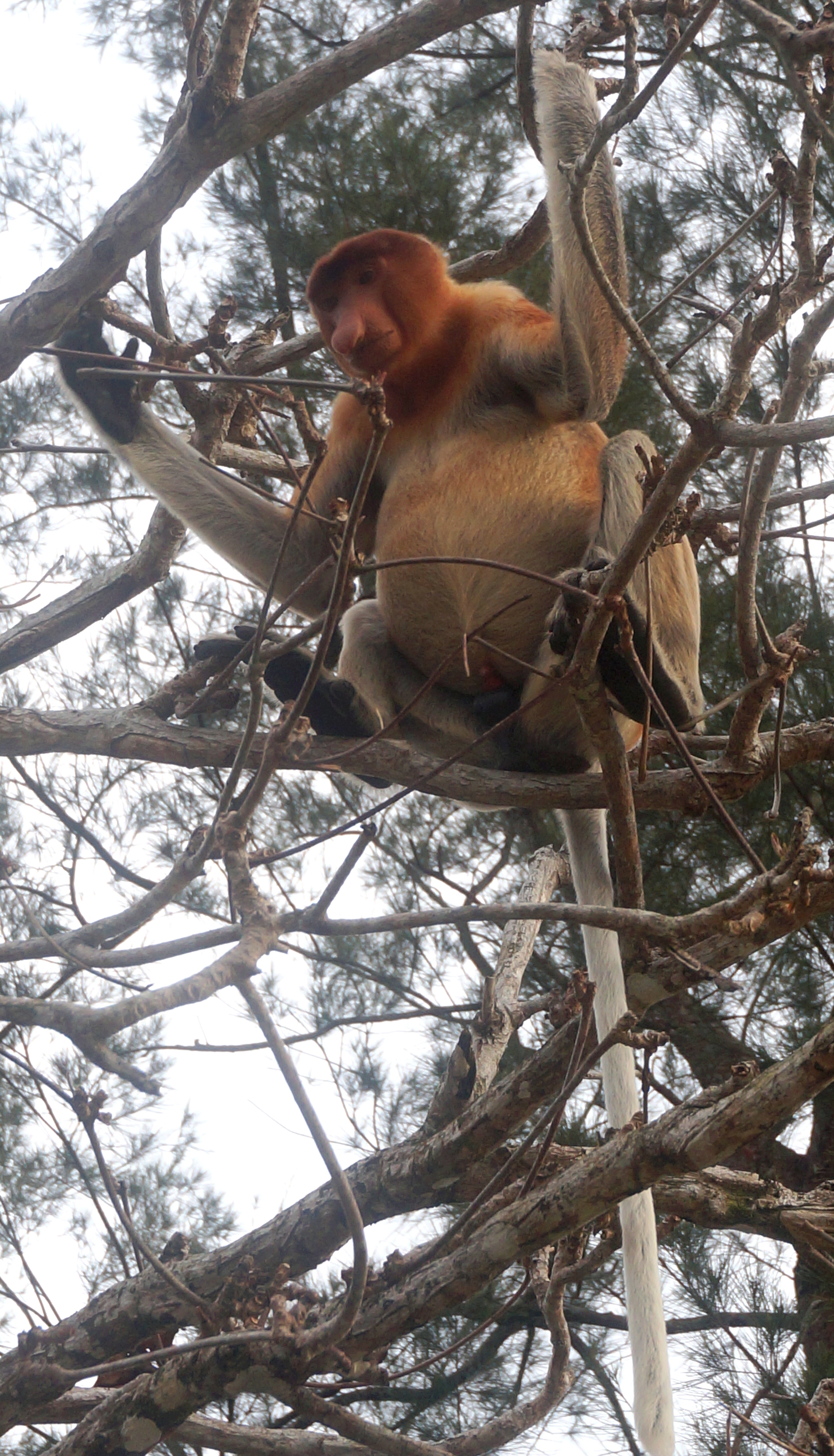 Bako National Park