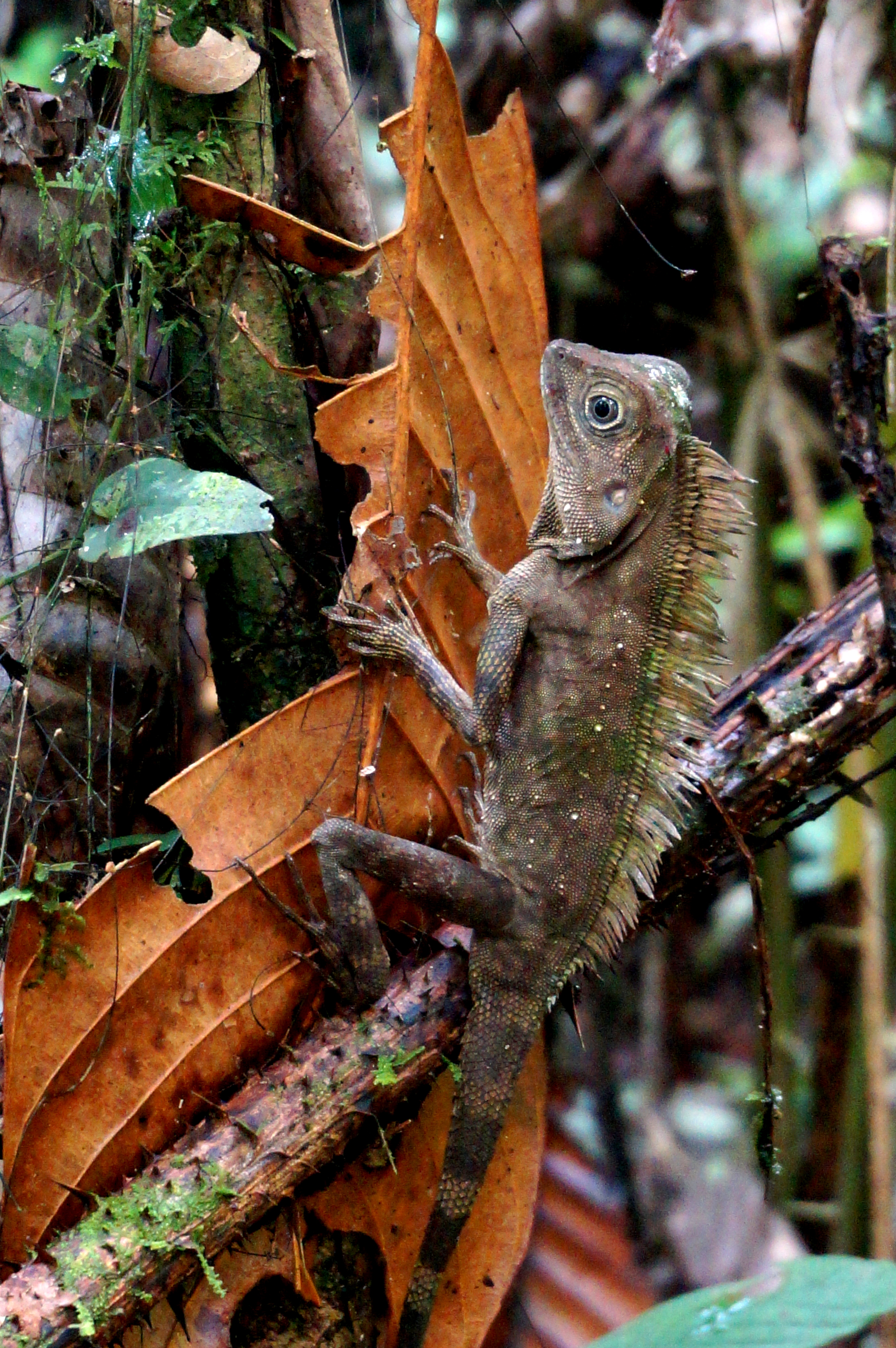 Mulu National Park