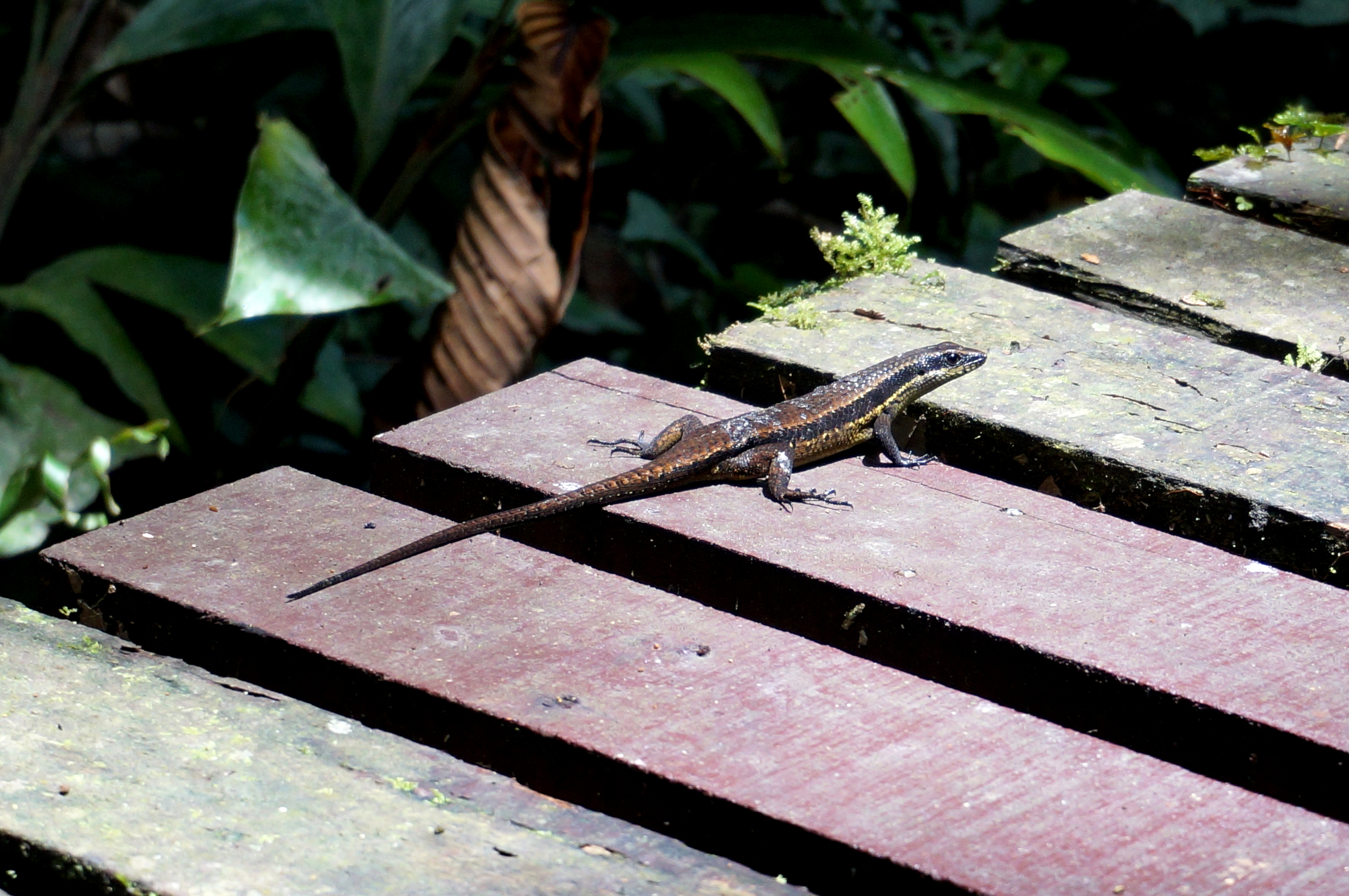 Mulu National Park