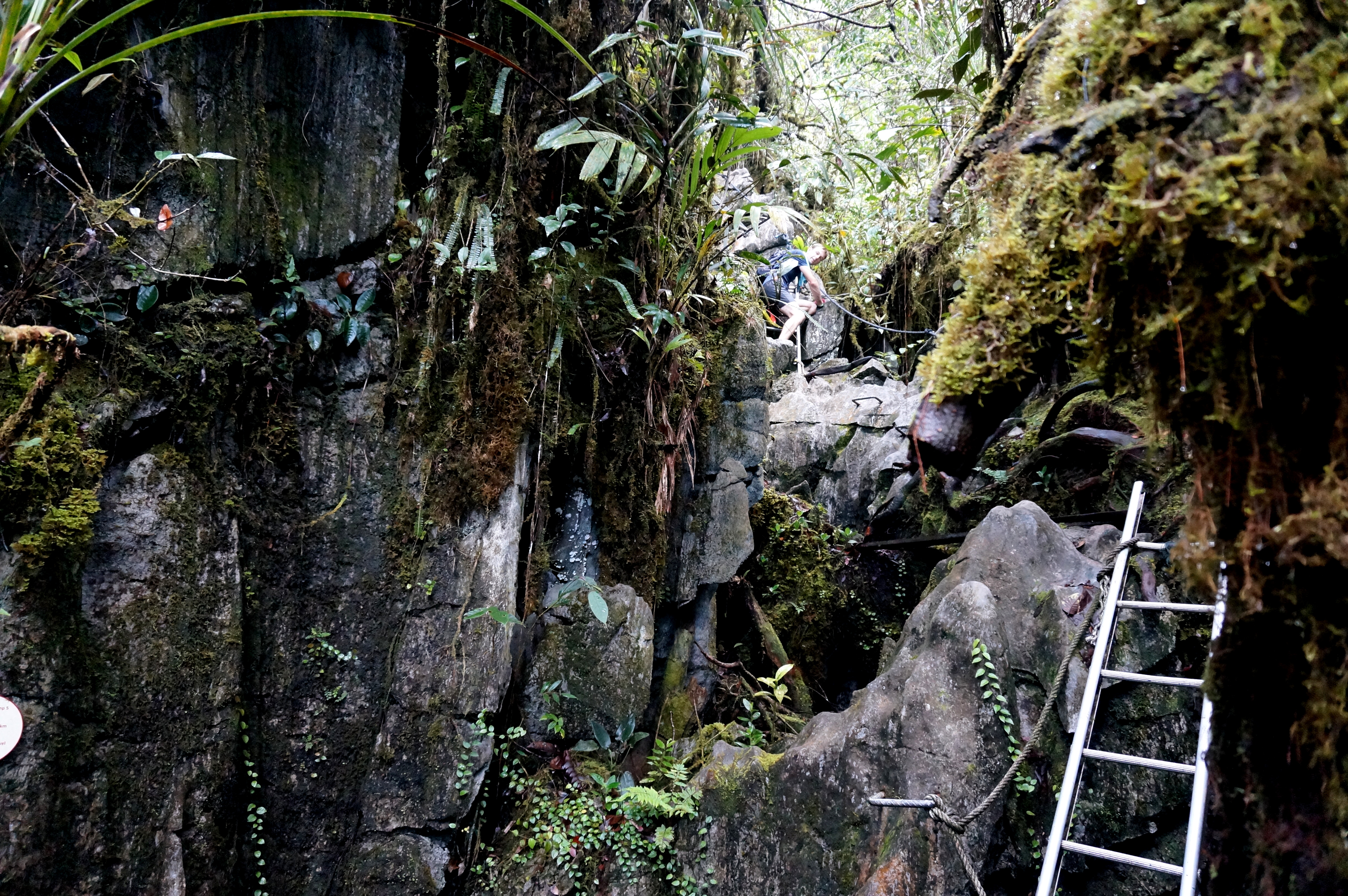 Mulu Pinnacles