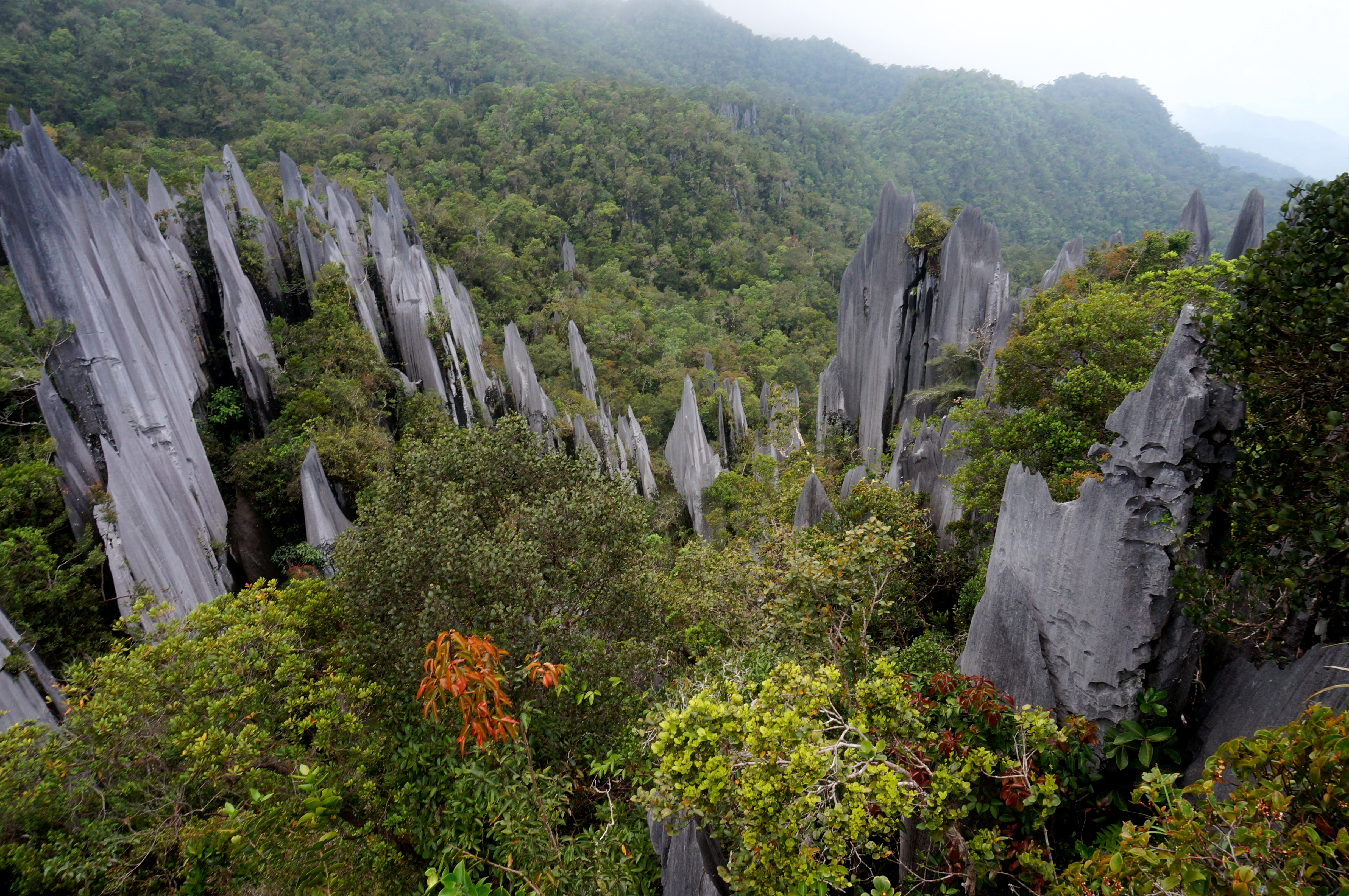 Mulu Pinnacles