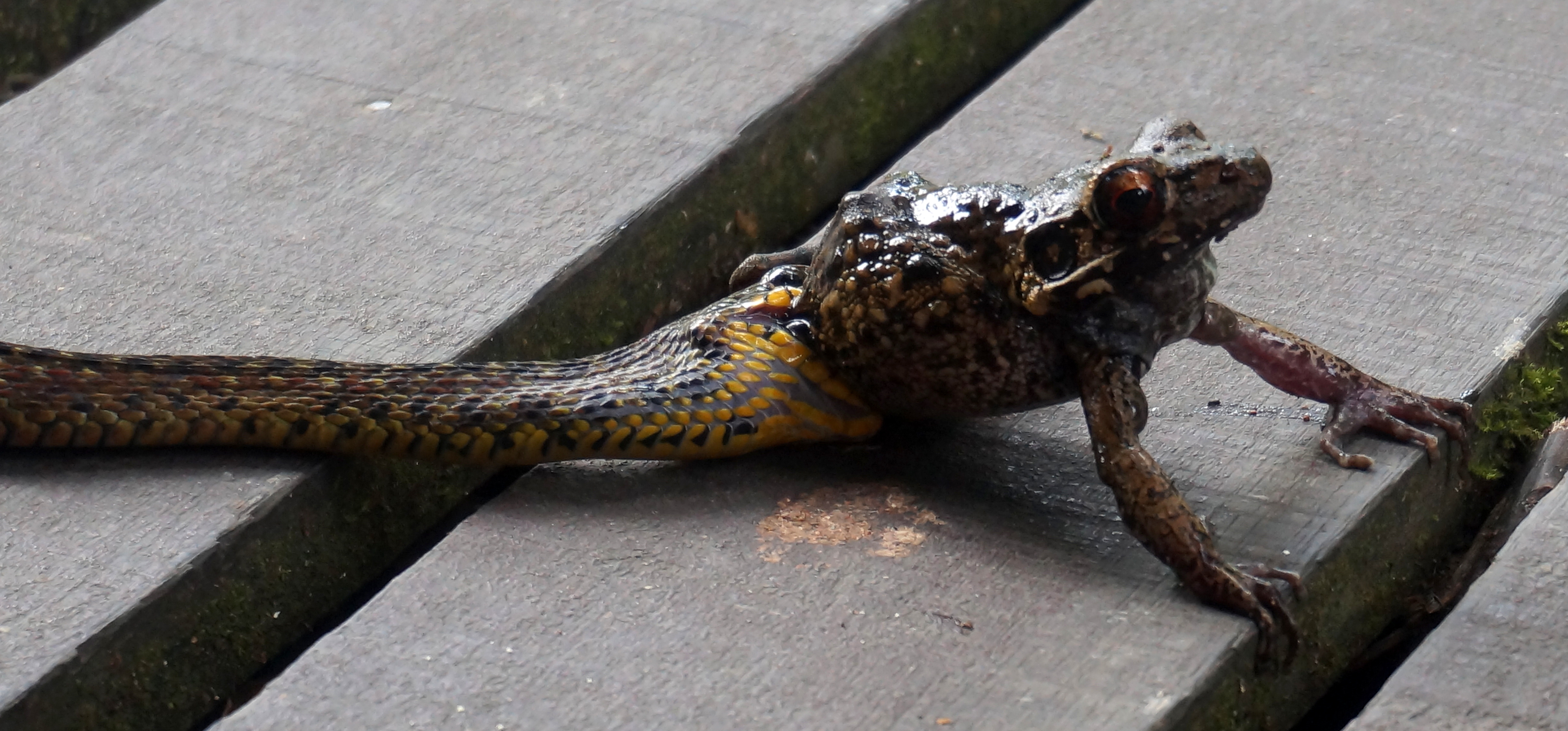Mulu National Park
