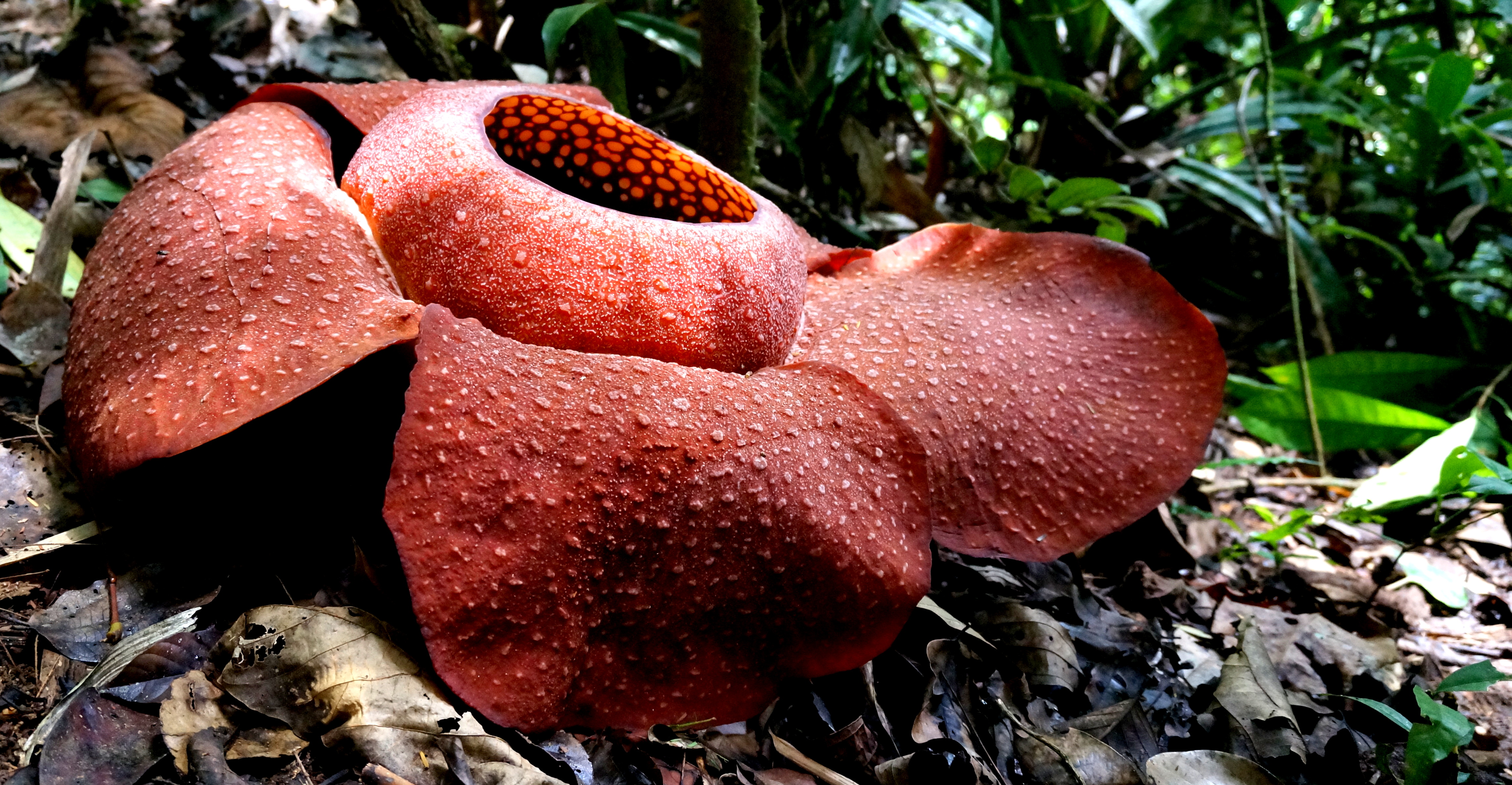 Tanah Rata