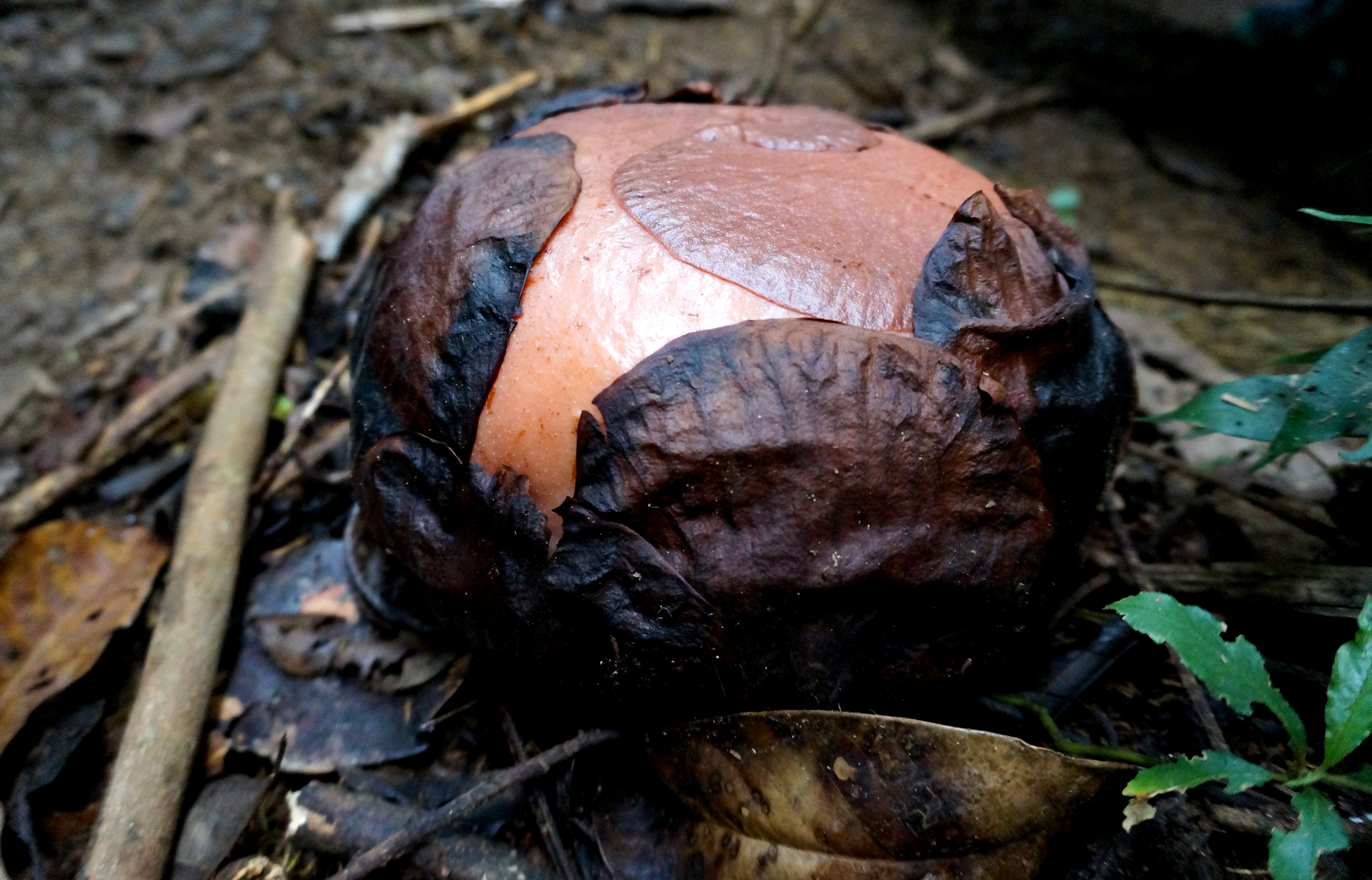 Tanah Rata