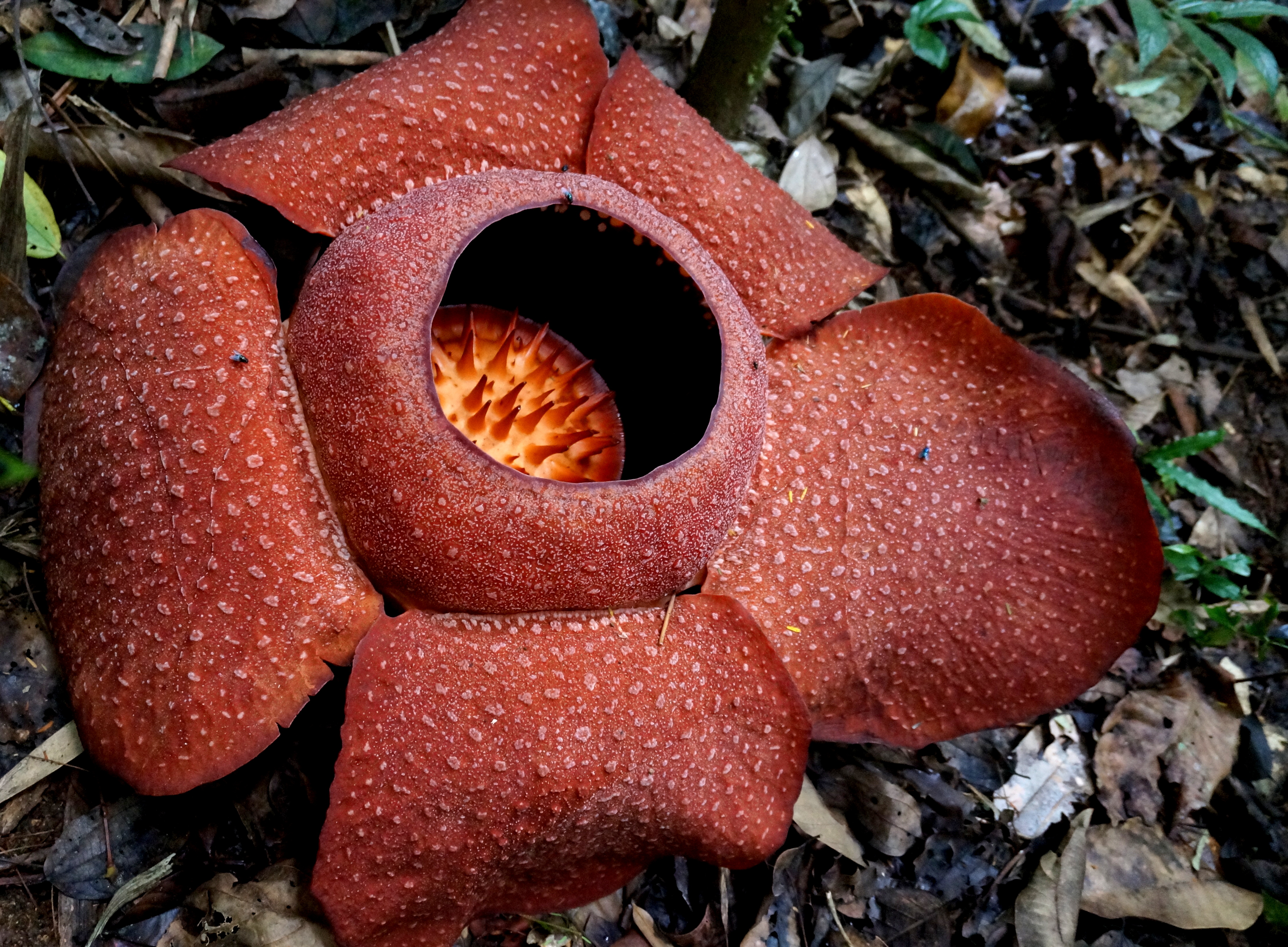 Tanah Rata