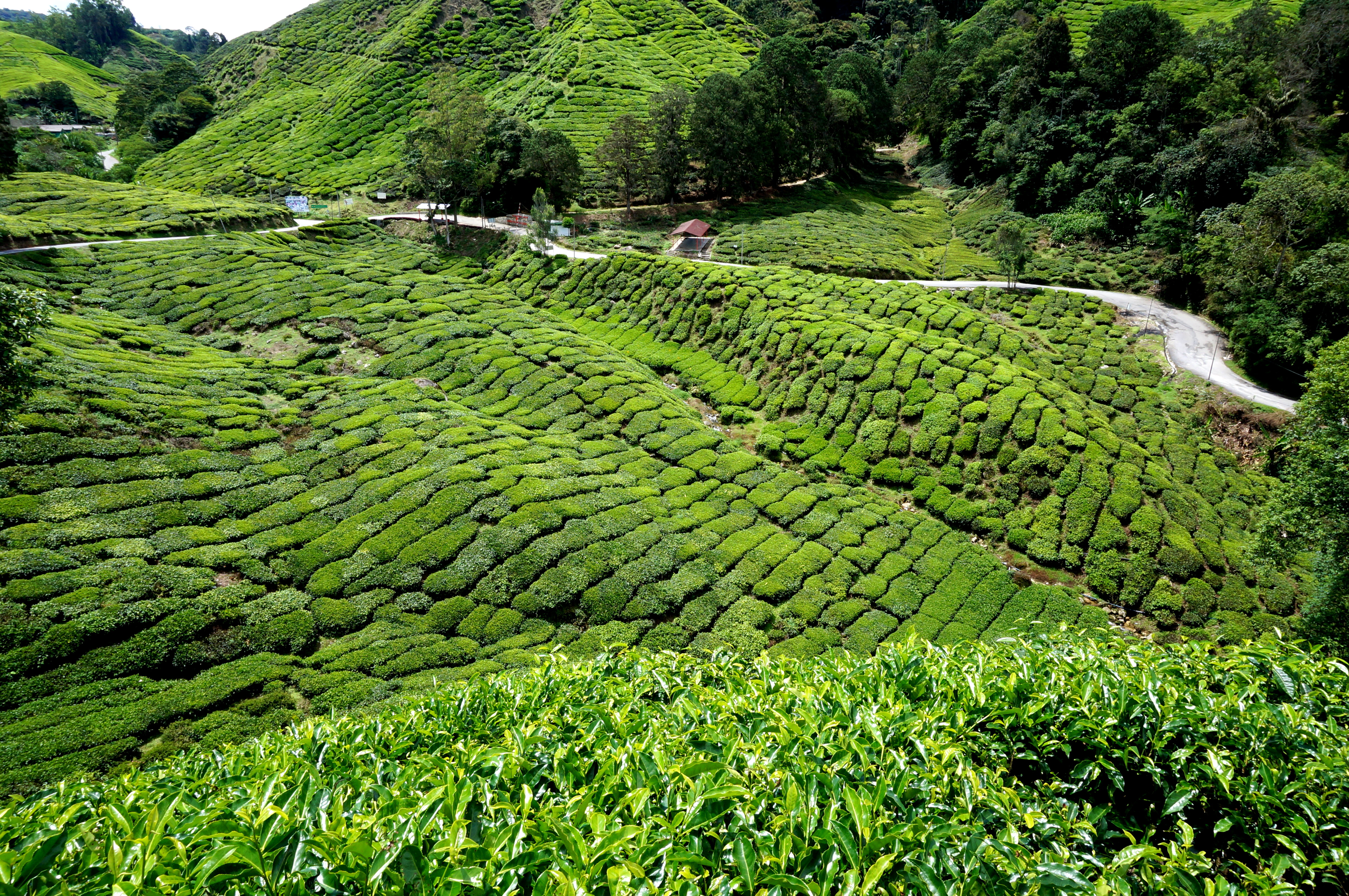 Tanah Rata