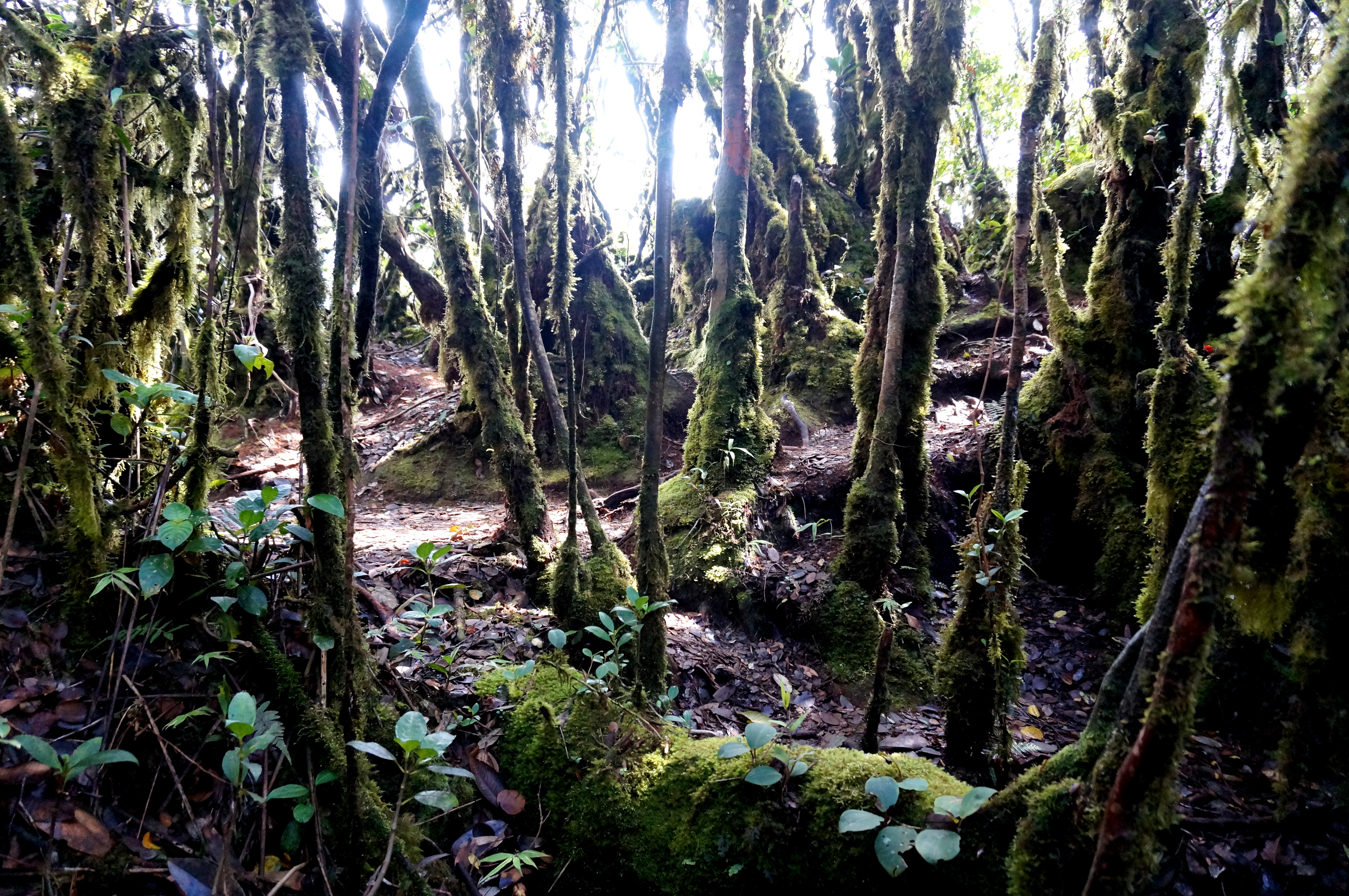 Tanah Rata