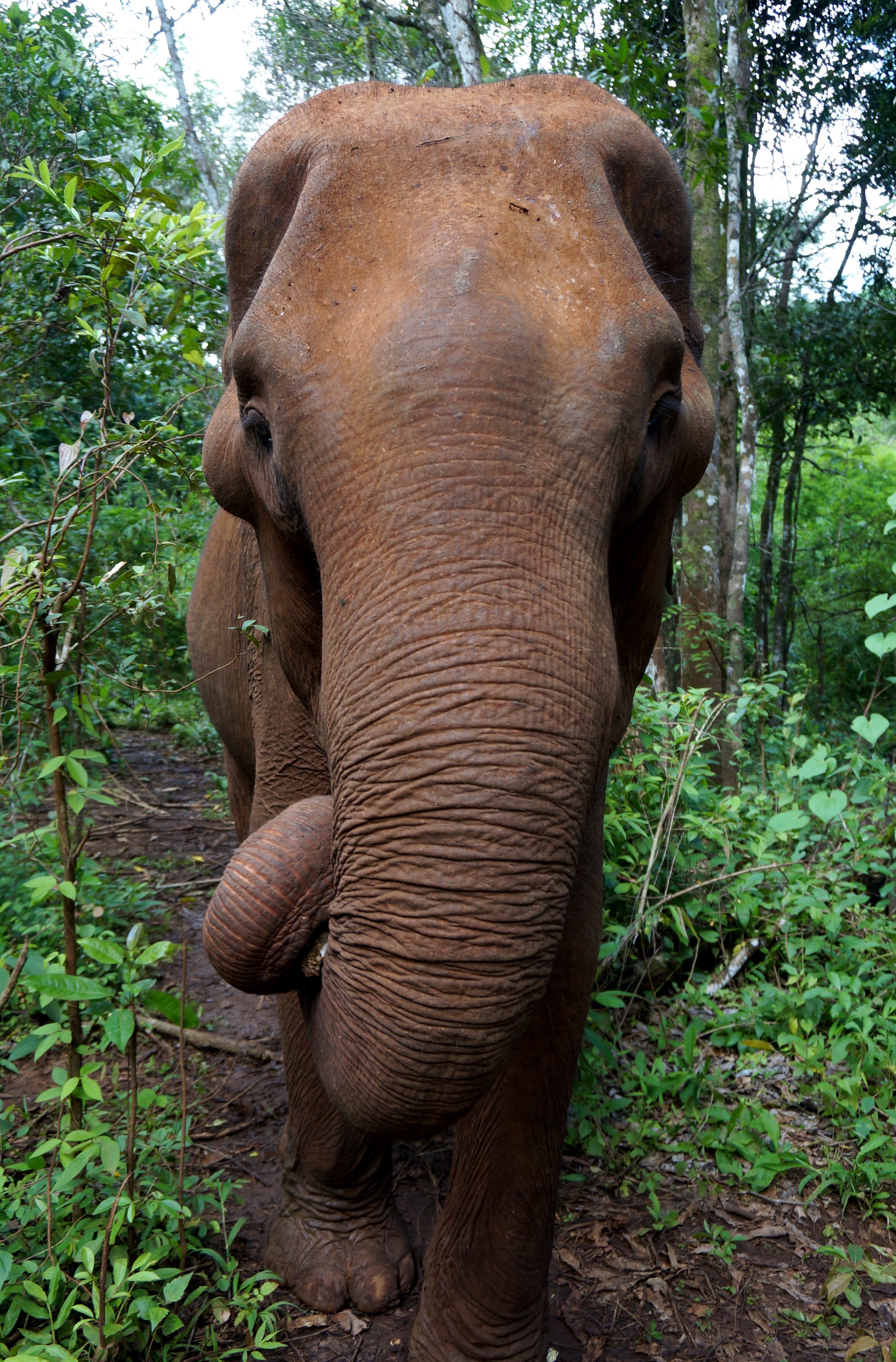 Sen Monorom Elephant Valley Project