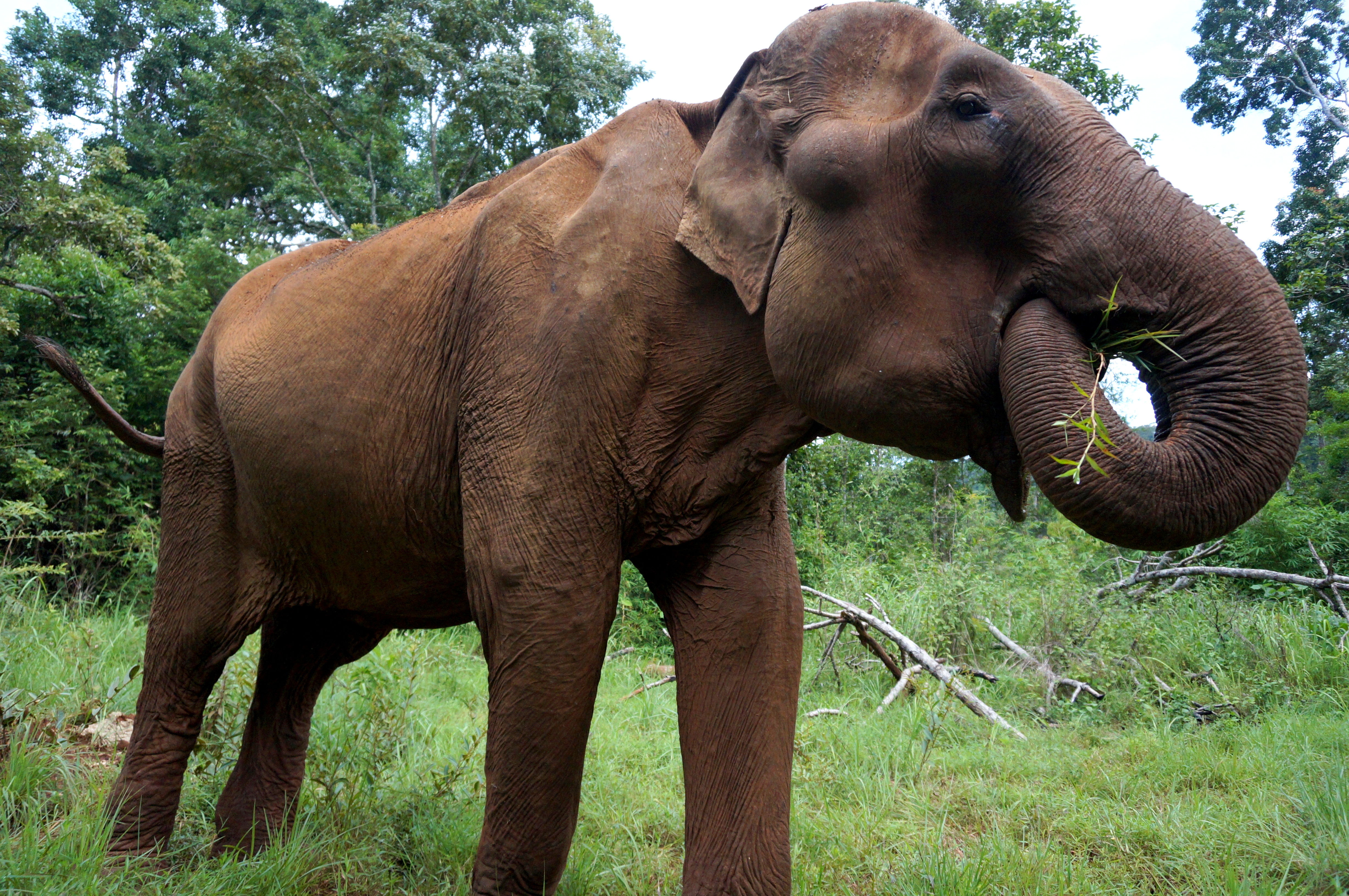 Sen Monorom Elephant Valley Project