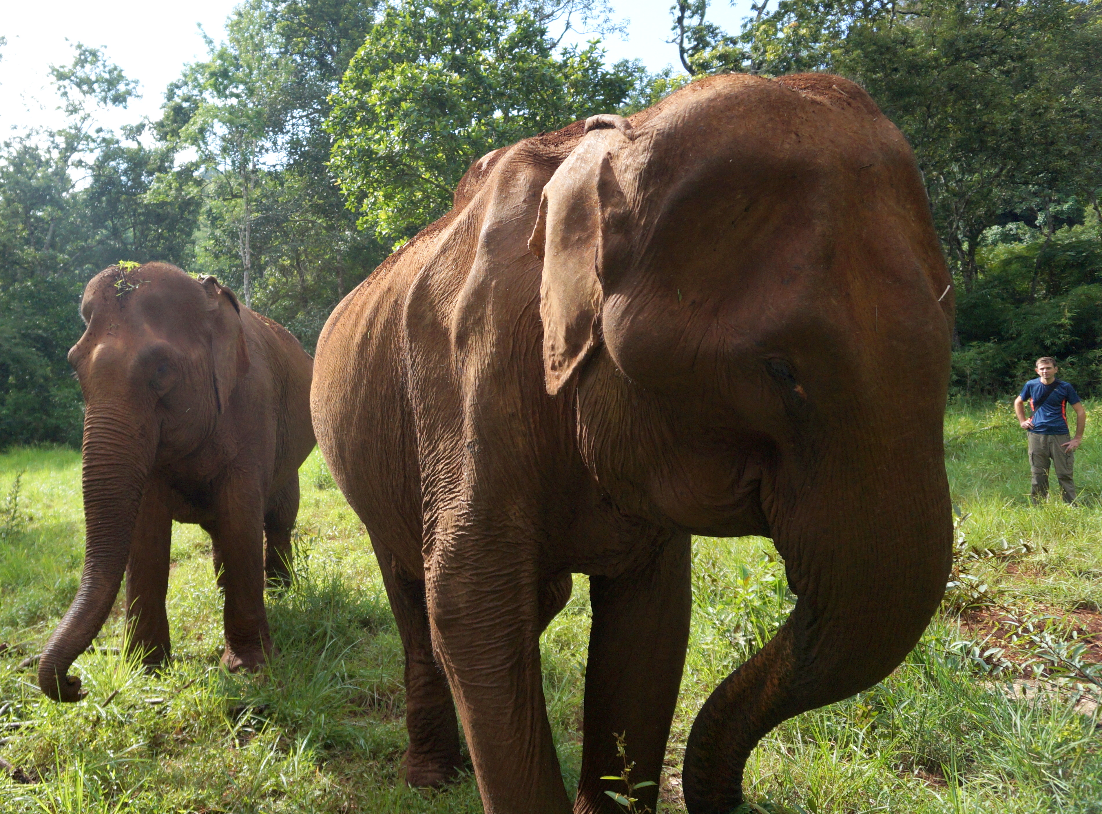 Sen Monorom Elephant Valley Project