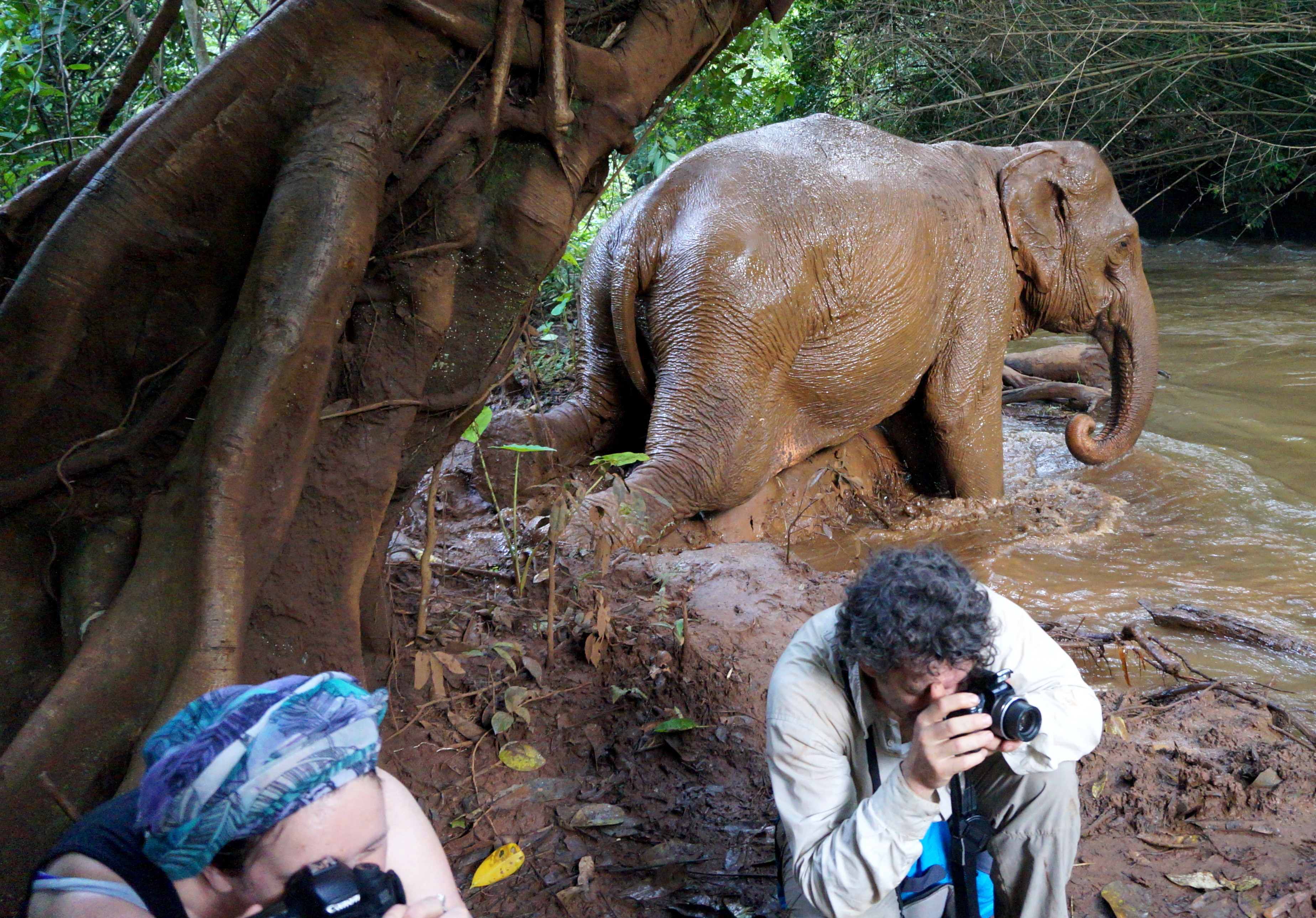 Sen Monorom Elephant Valley Project