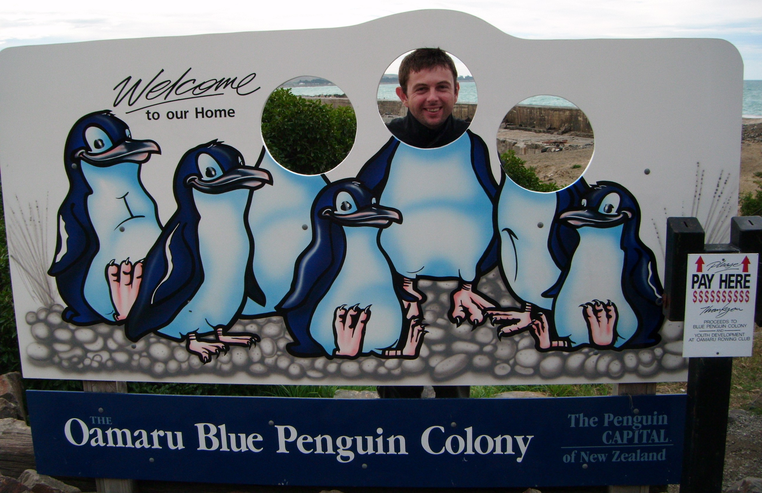 Oamaru Blue Penguin Colony