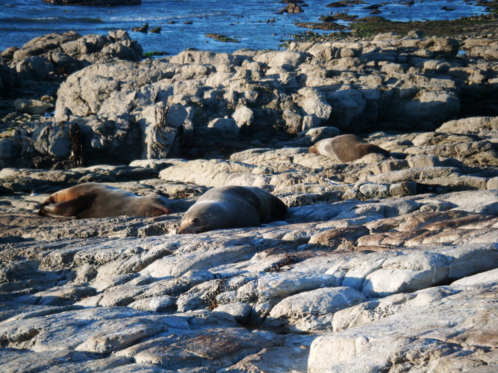 Kaikoura