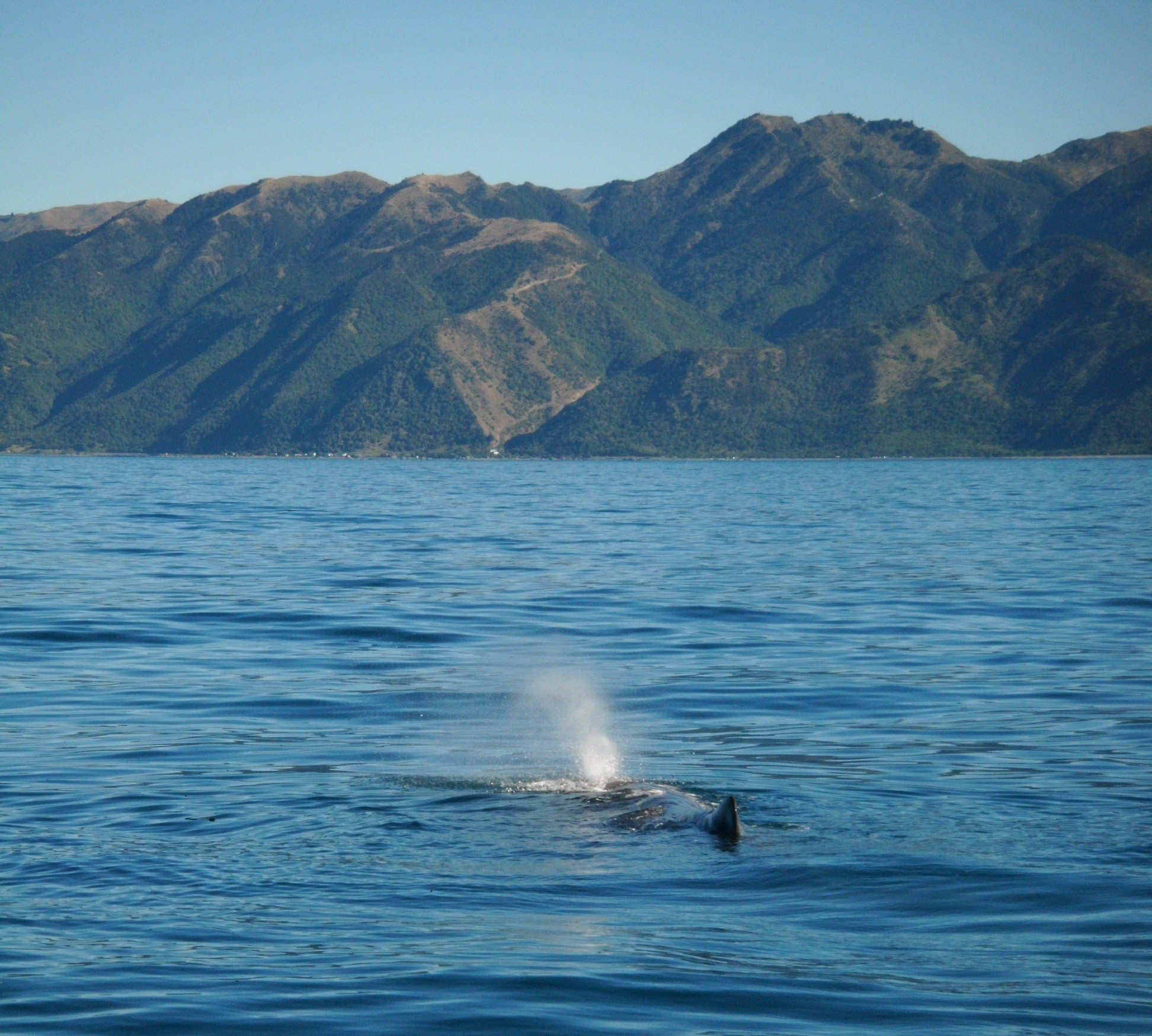 Kaikoura