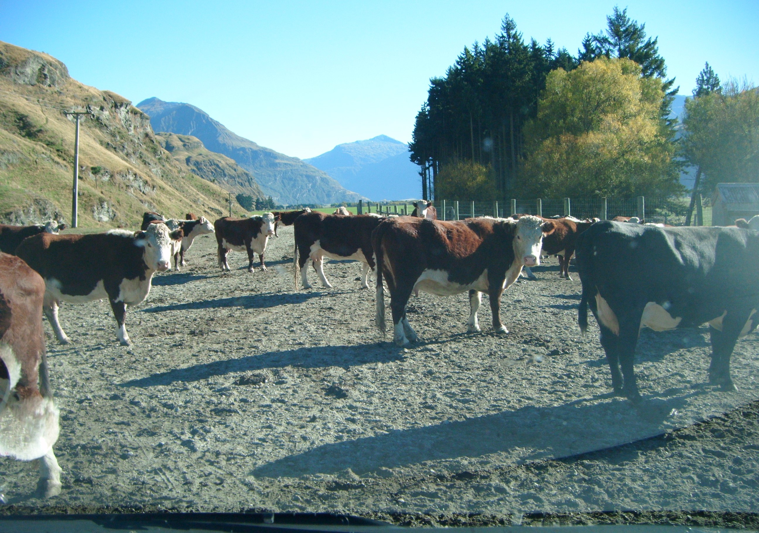 Rob Roy Glacier