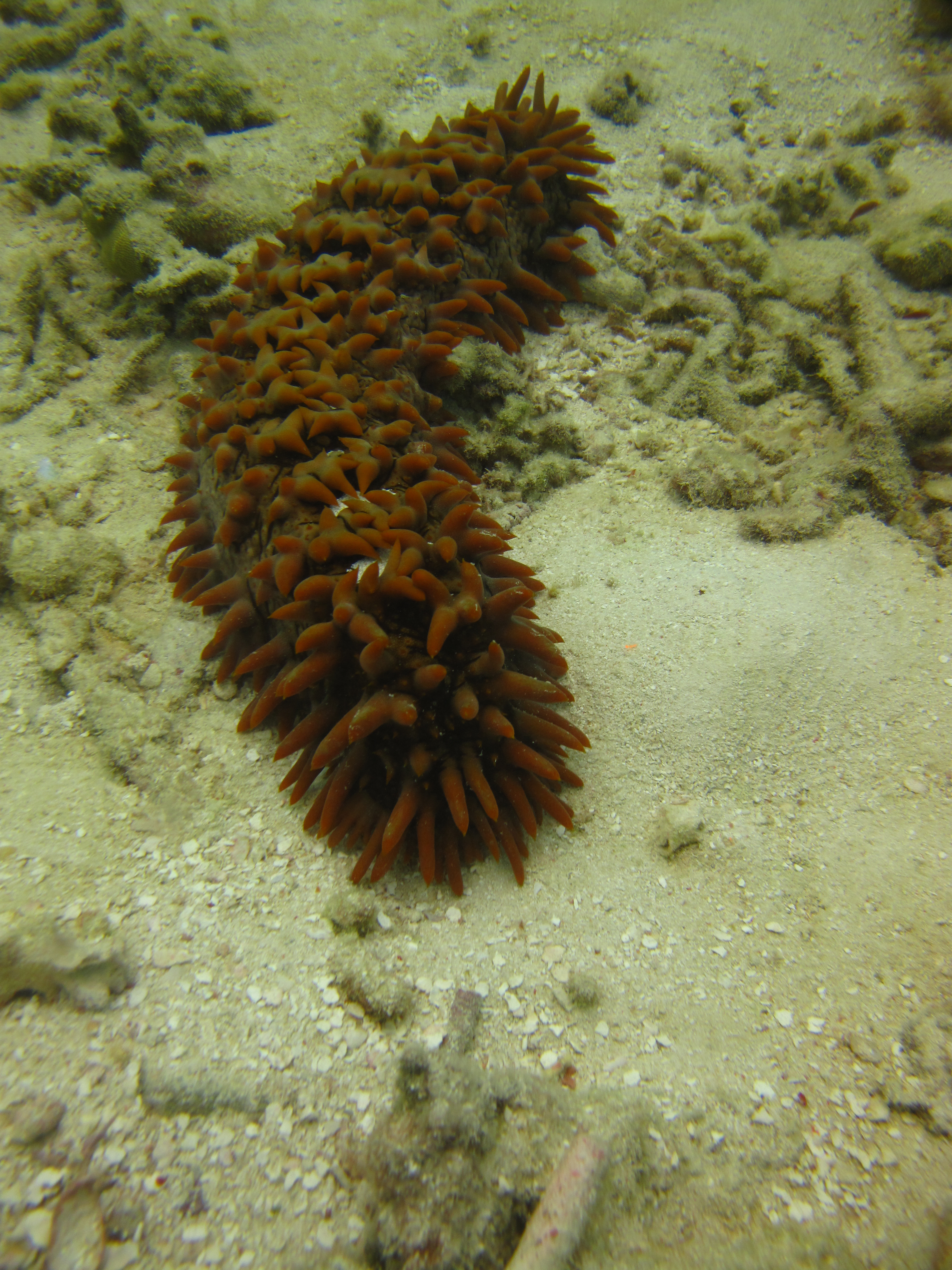 Whitsundays